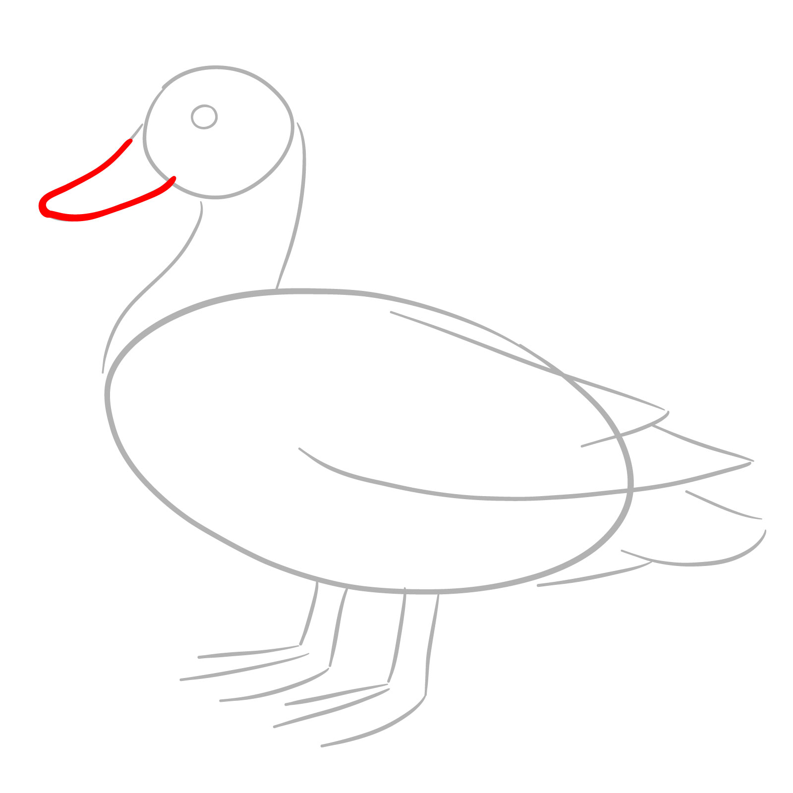 How to Draw a Mallard Duck - step 03