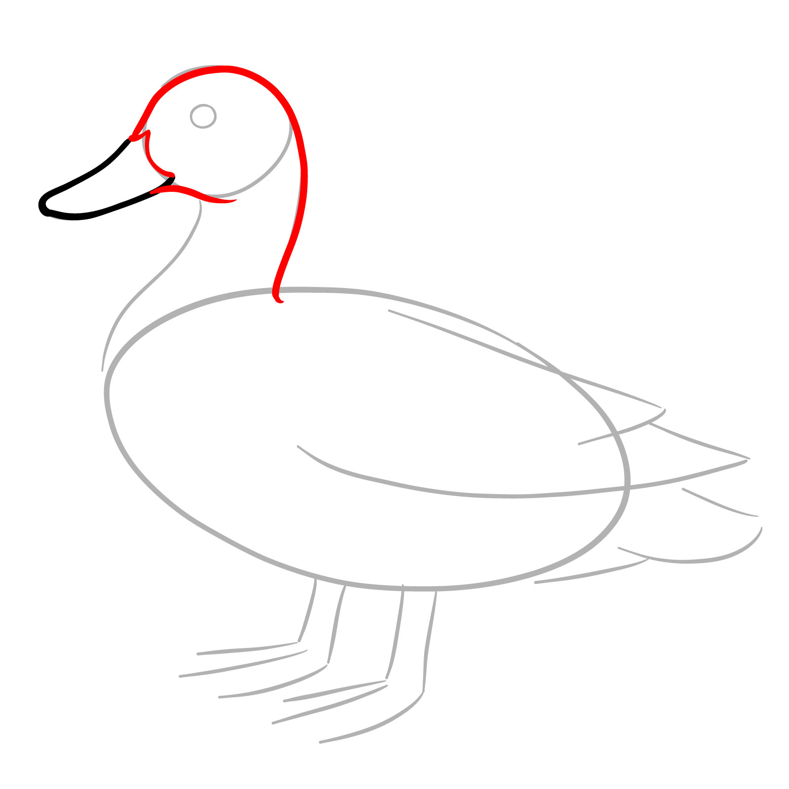 How to Draw a Mallard Duck - step 04