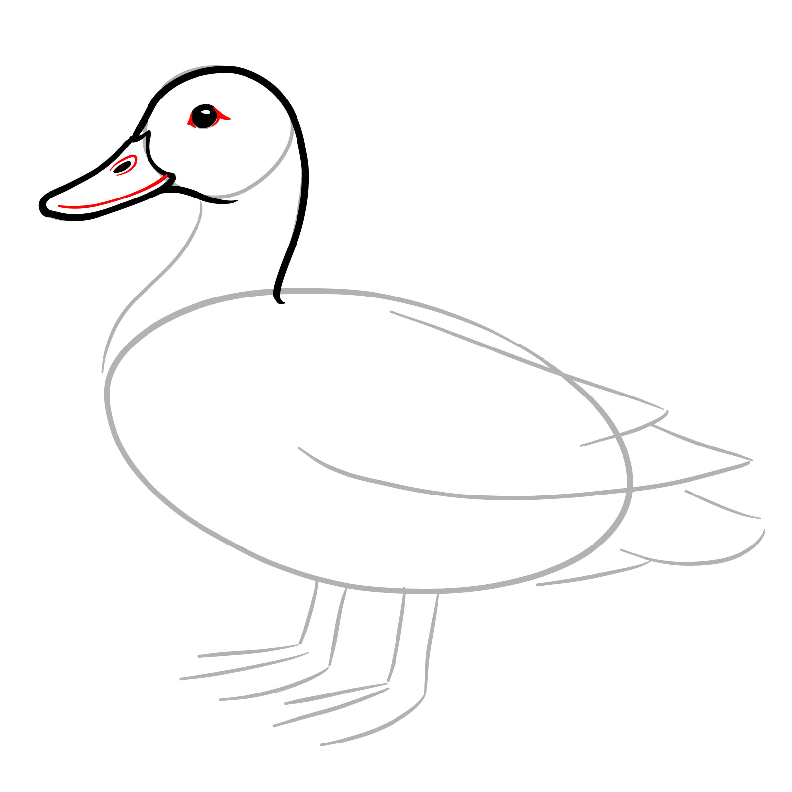How to Draw a Mallard Duck - step 06