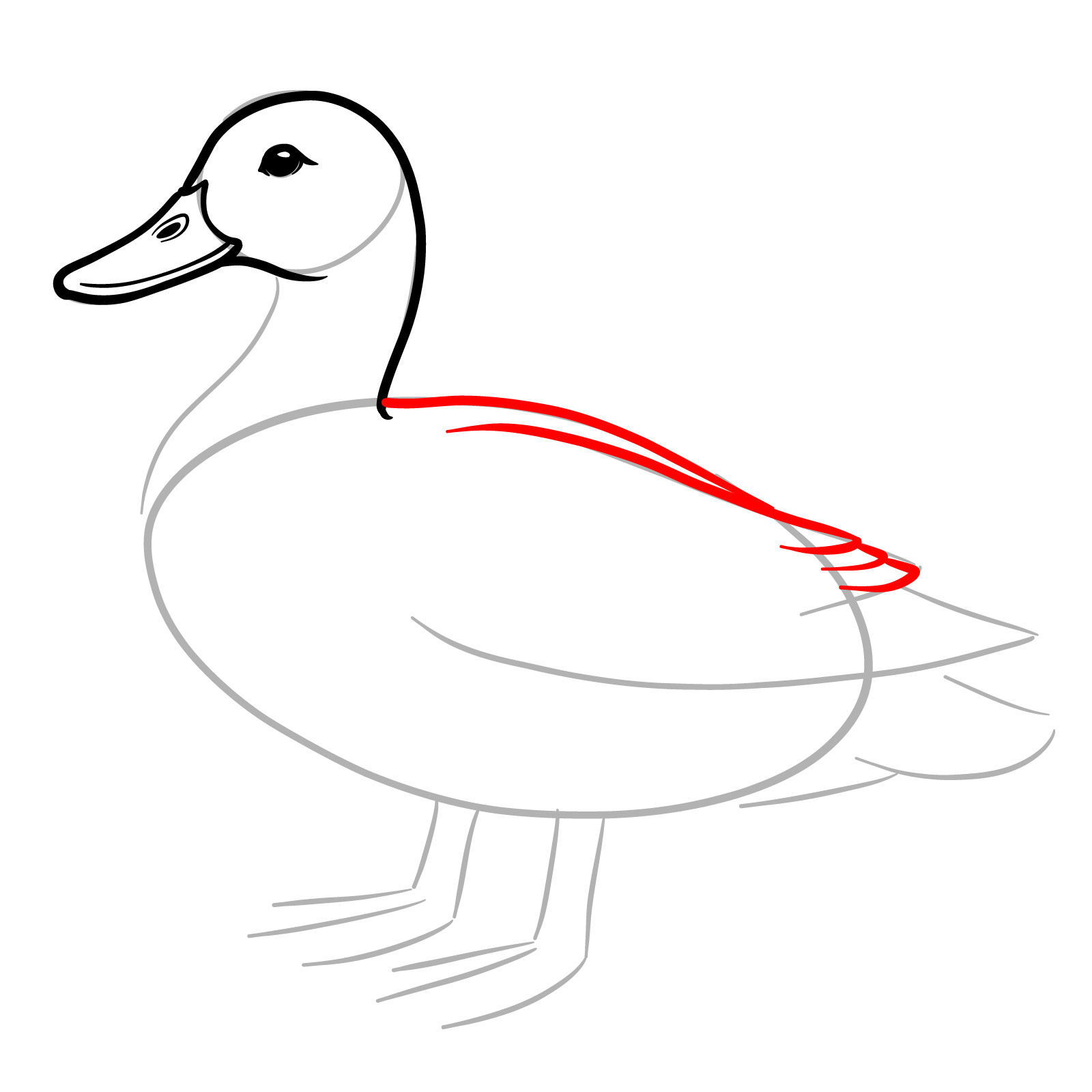 How to Draw a Mallard Duck - step 07