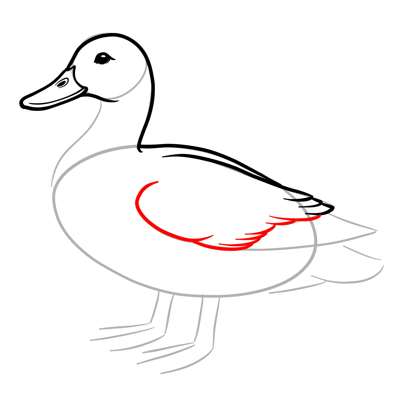 How to Draw a Mallard Duck - step 08