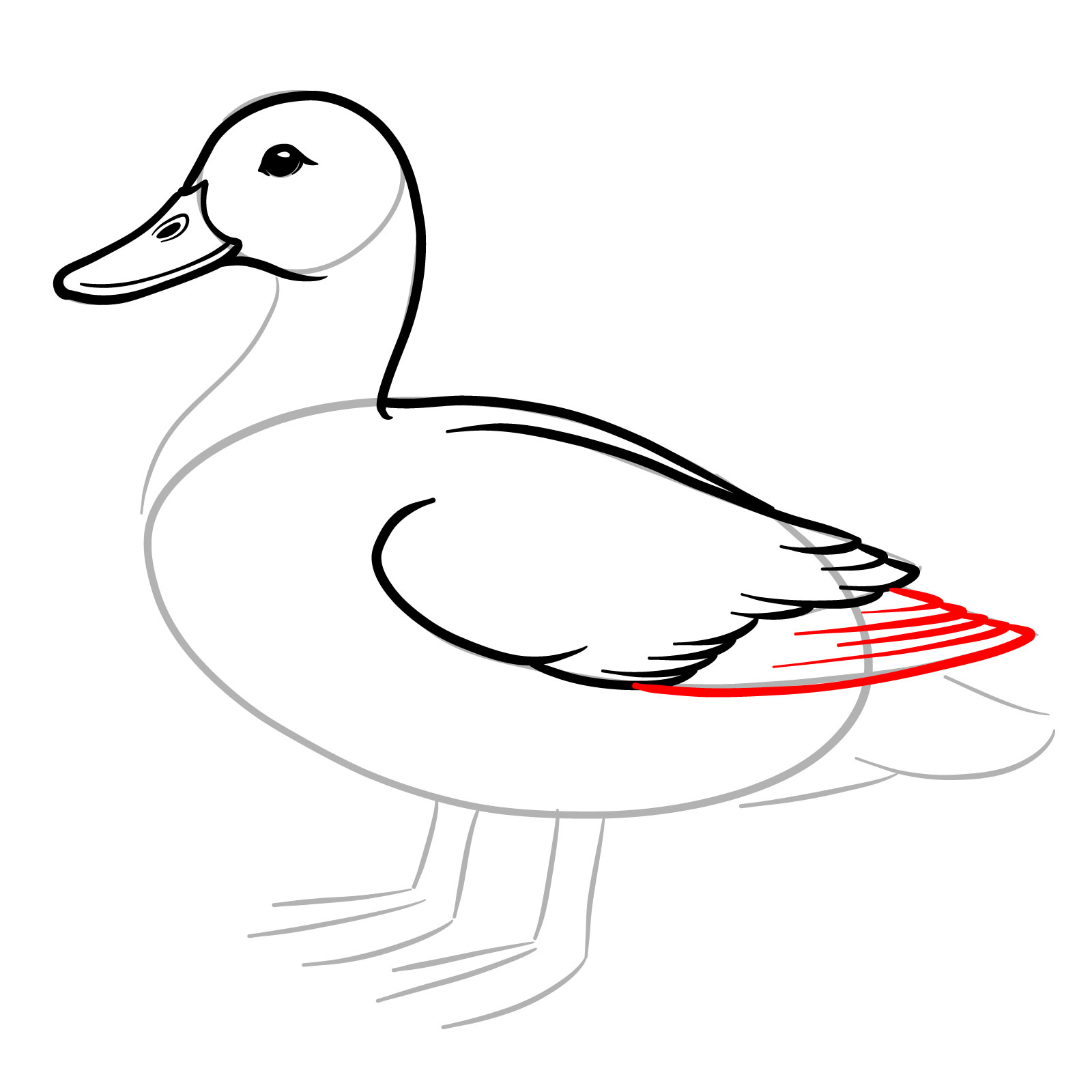 How to Draw a Mallard Duck - step 09