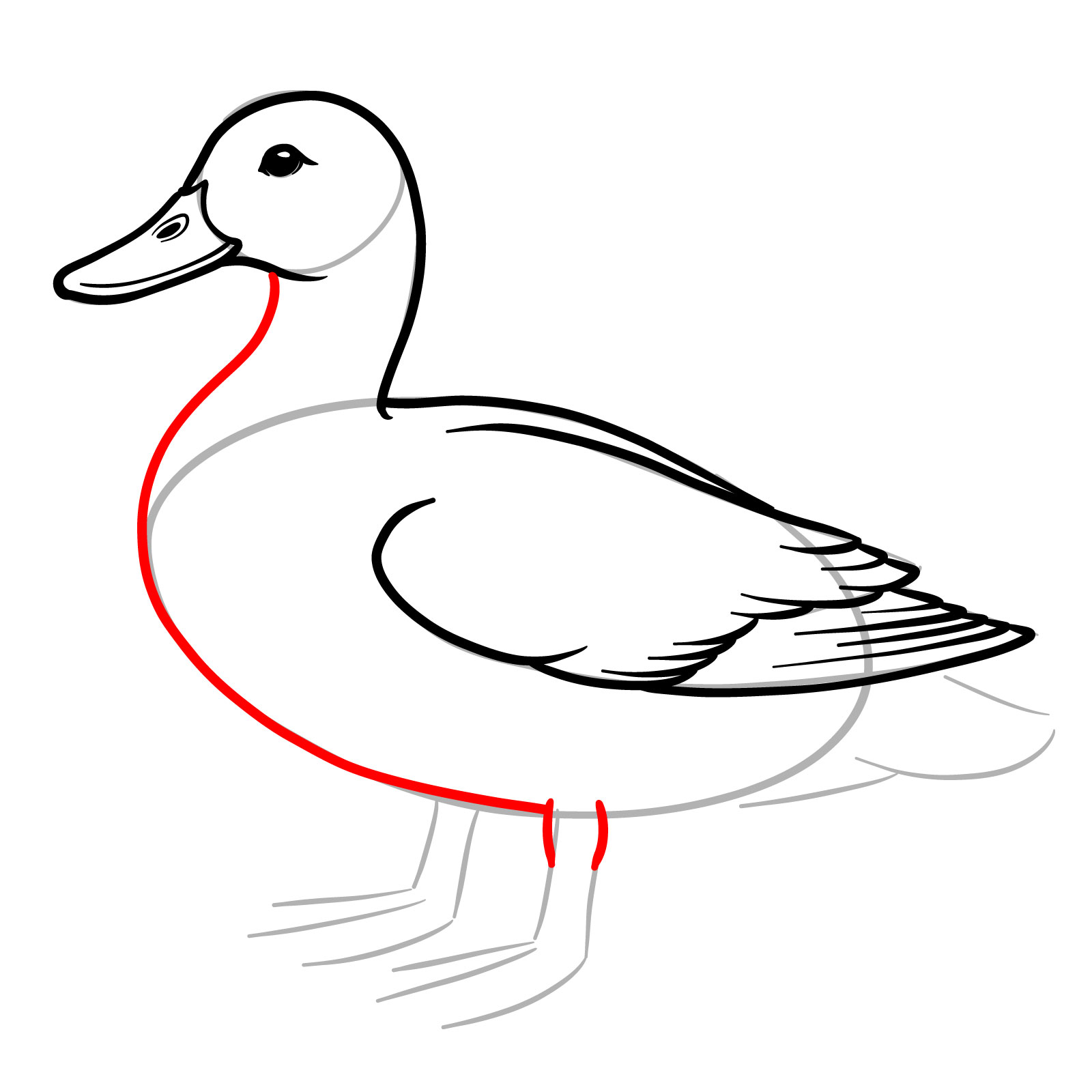 How to Draw a Mallard Duck - step 10