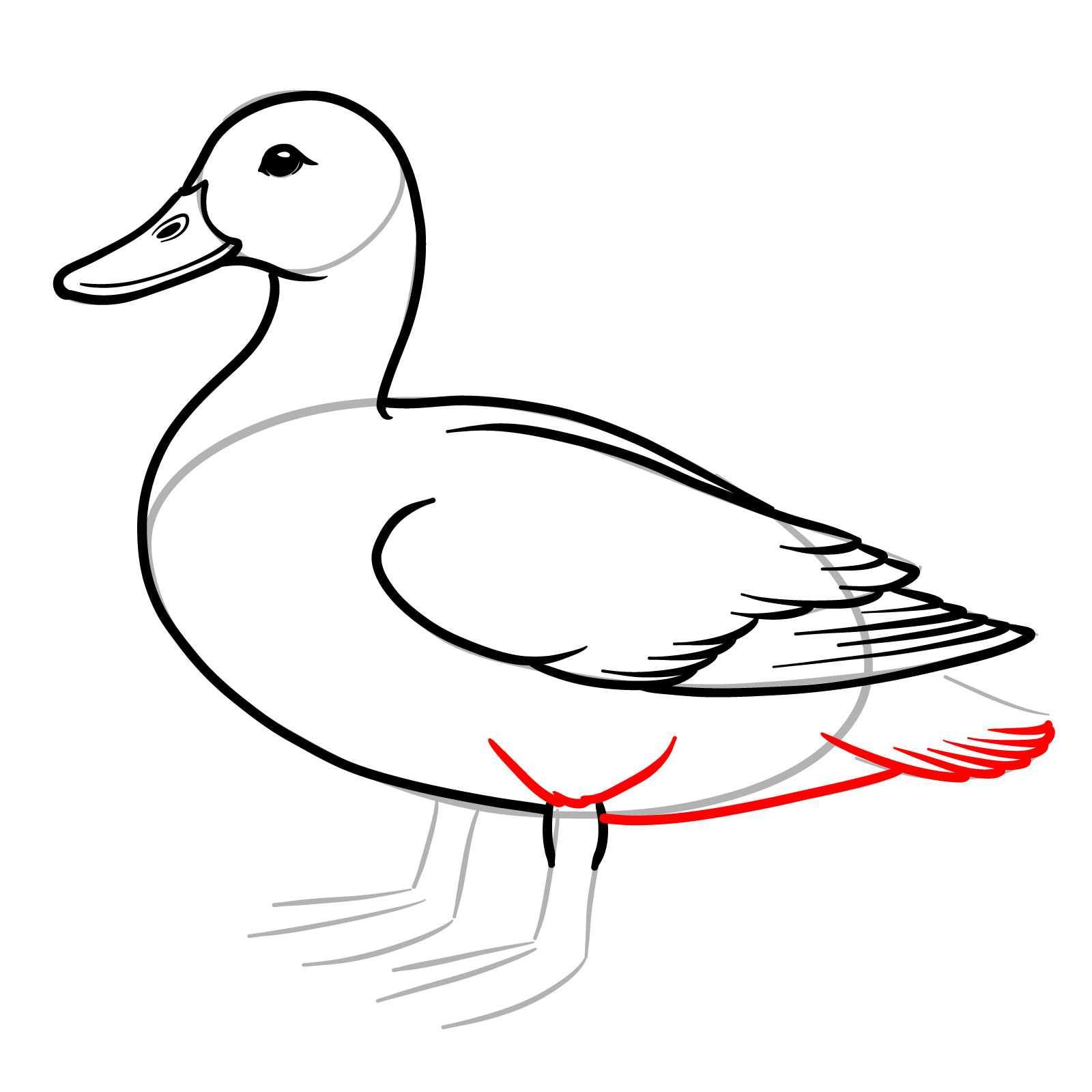 How to Draw a Mallard Duck - step 11