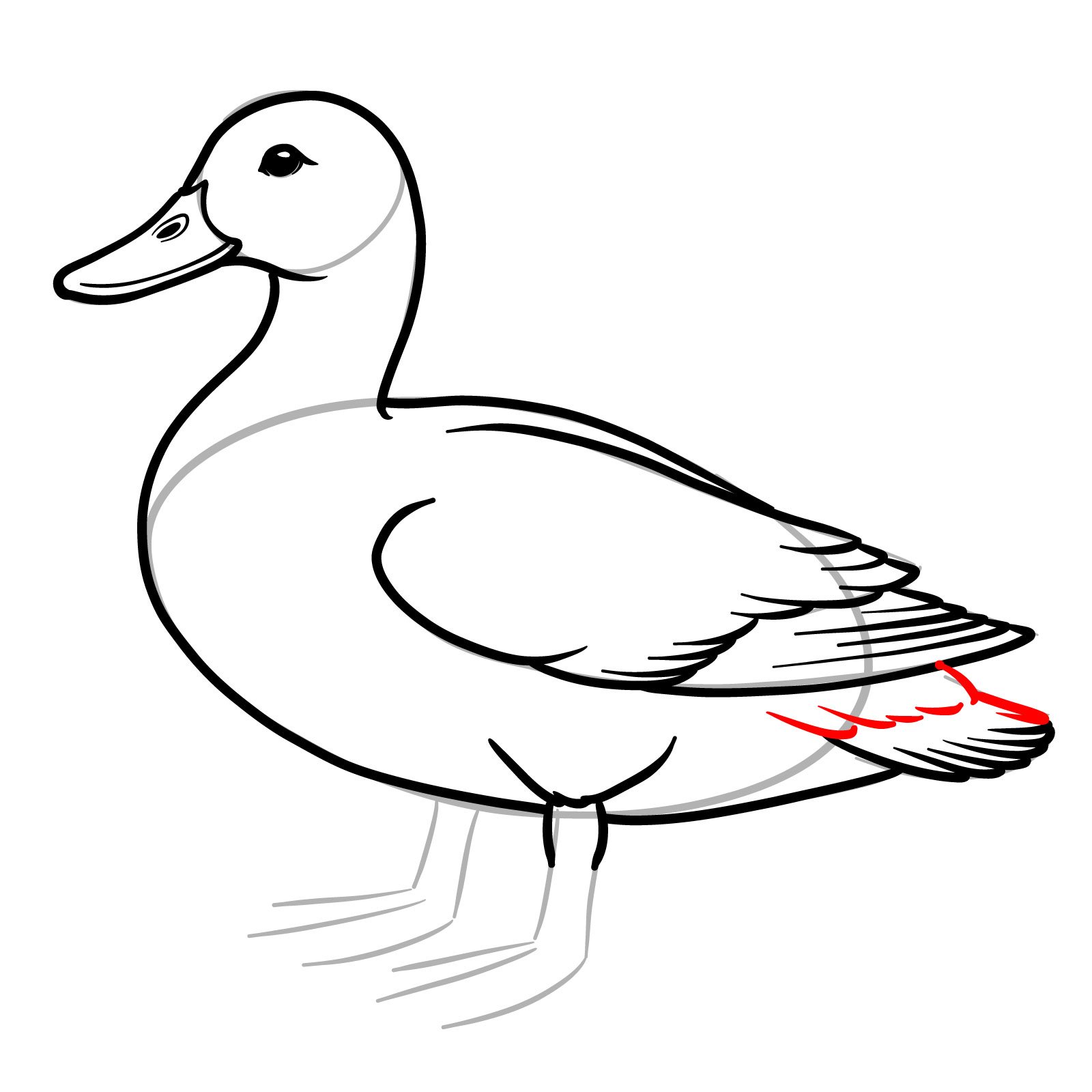 How to Draw a Mallard Duck - step 12