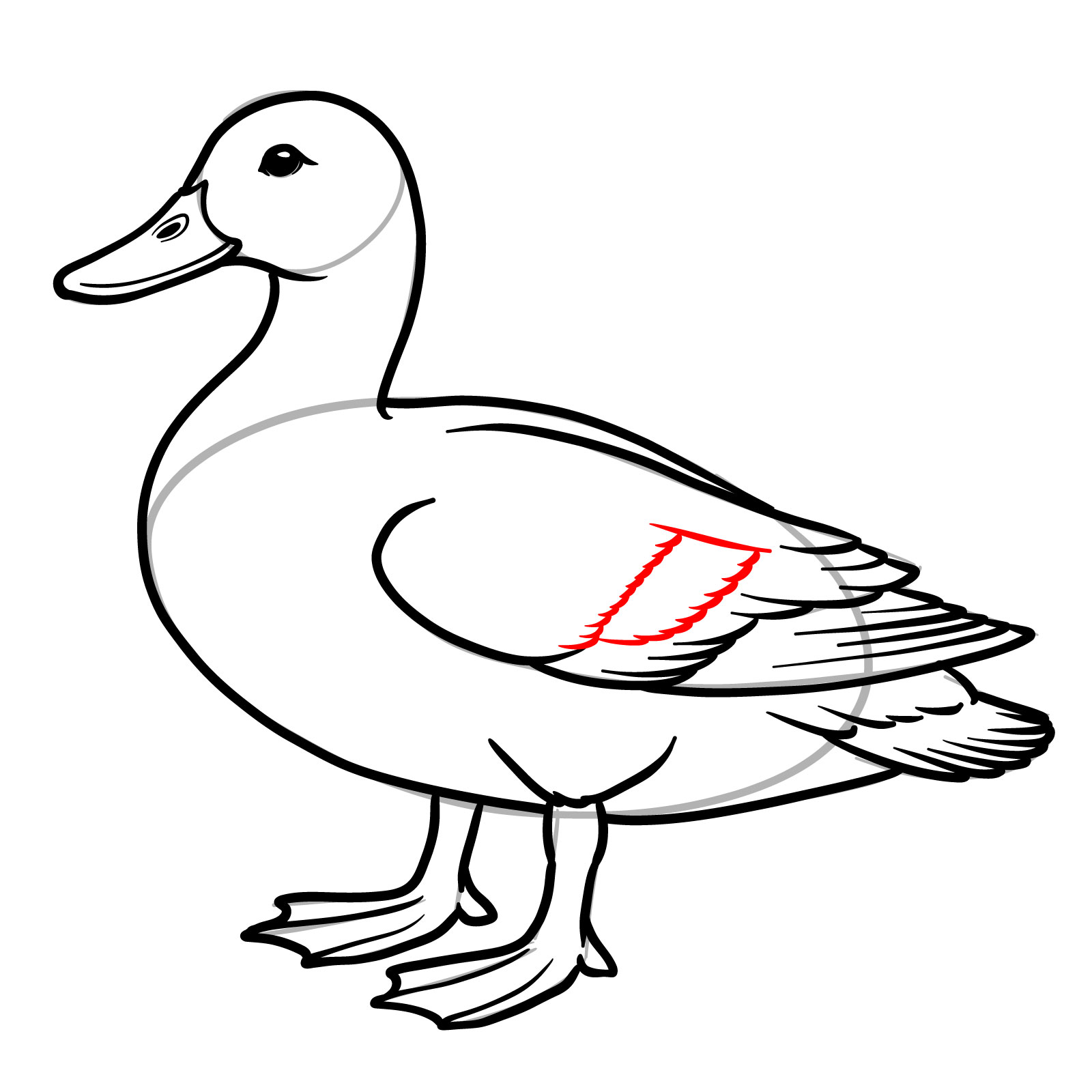How to Draw a Mallard Duck - step 15