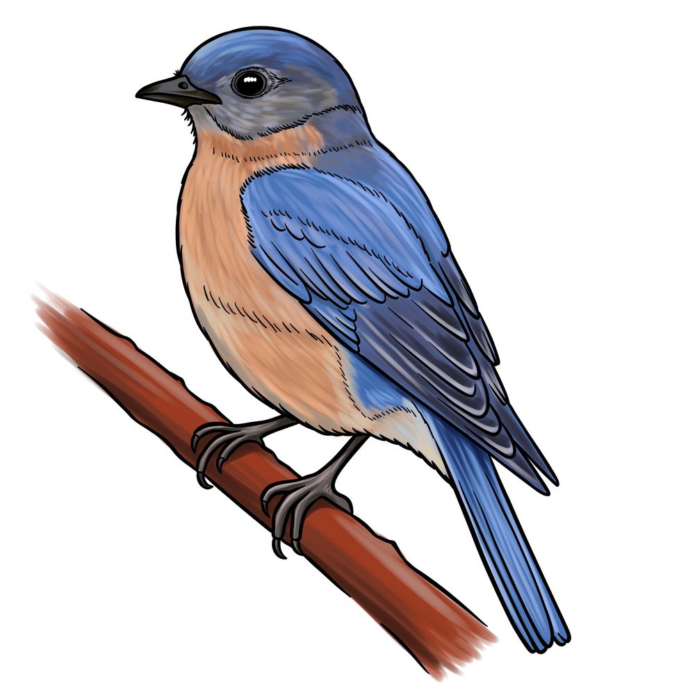 How to Draw a Bluebird: Step-by-Step Bird Drawing Guide