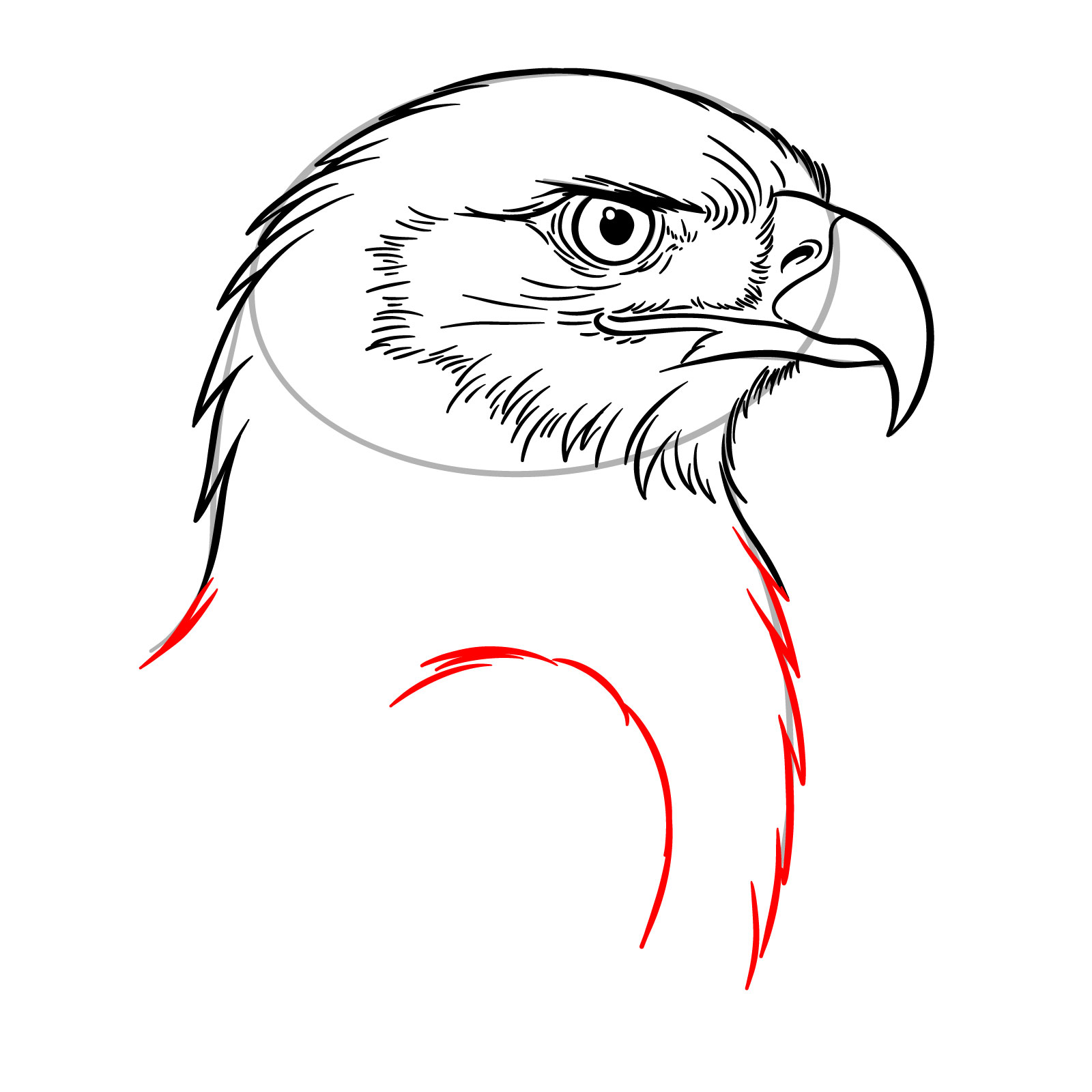 How to Draw a Golden Eagle Head - step 12