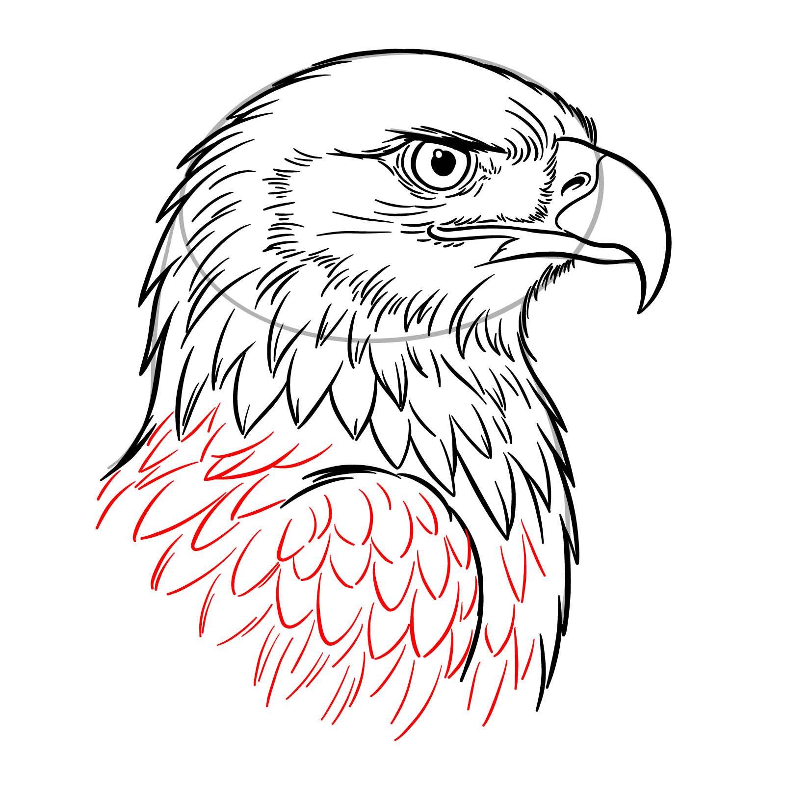 How to Draw a Golden Eagle Head - step 15