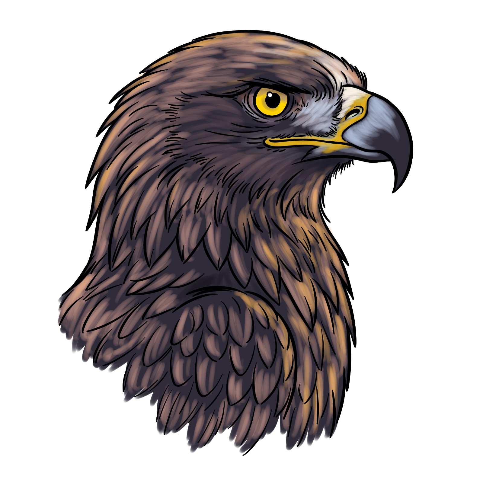 How to Draw a Golden Eagle Head - final step