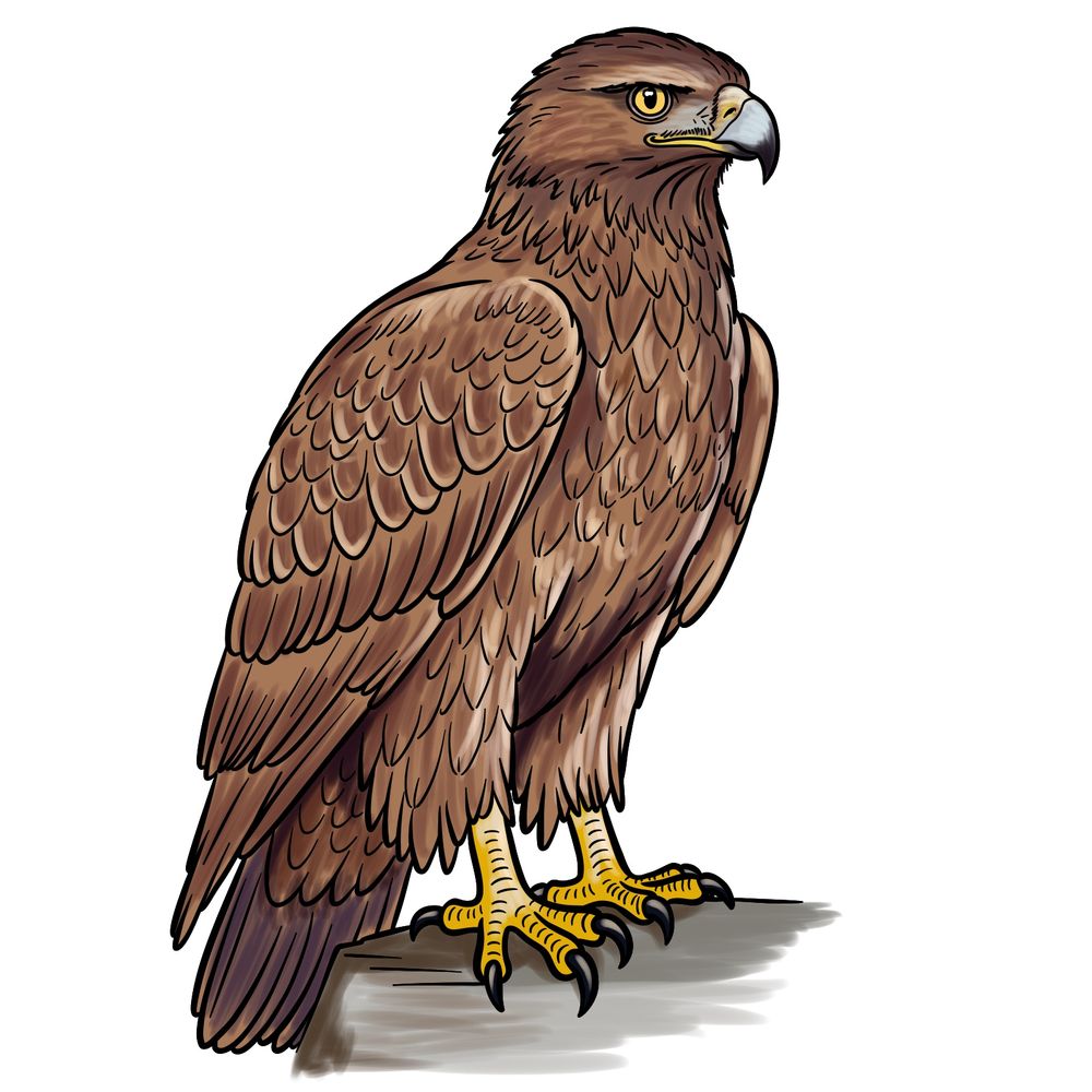 How to Draw a Golden Eagle Full Body Standing on a Rock