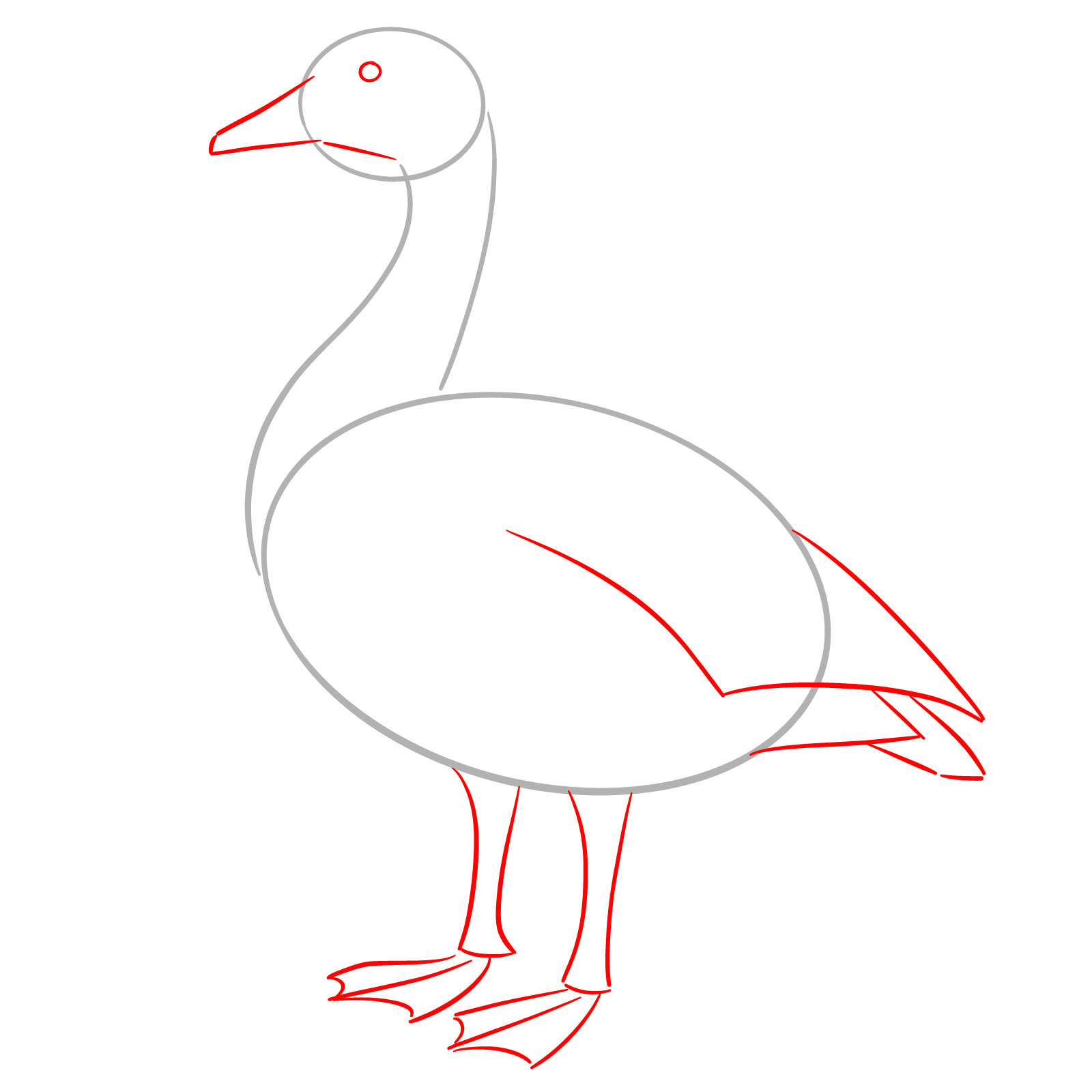 How to Draw a Canada Goose - step 02