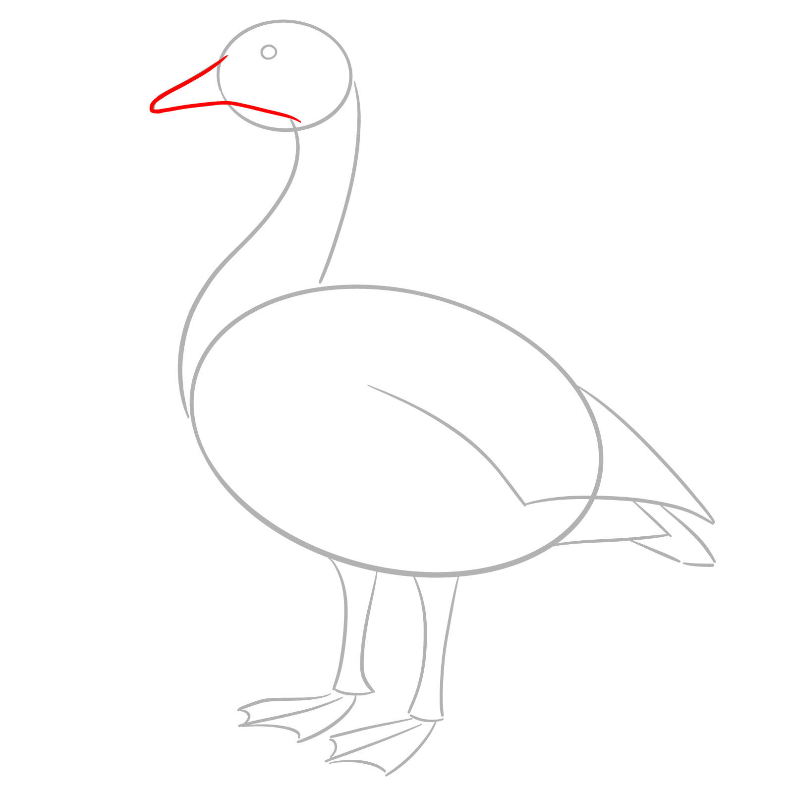How to Draw a Canada Goose - step 03