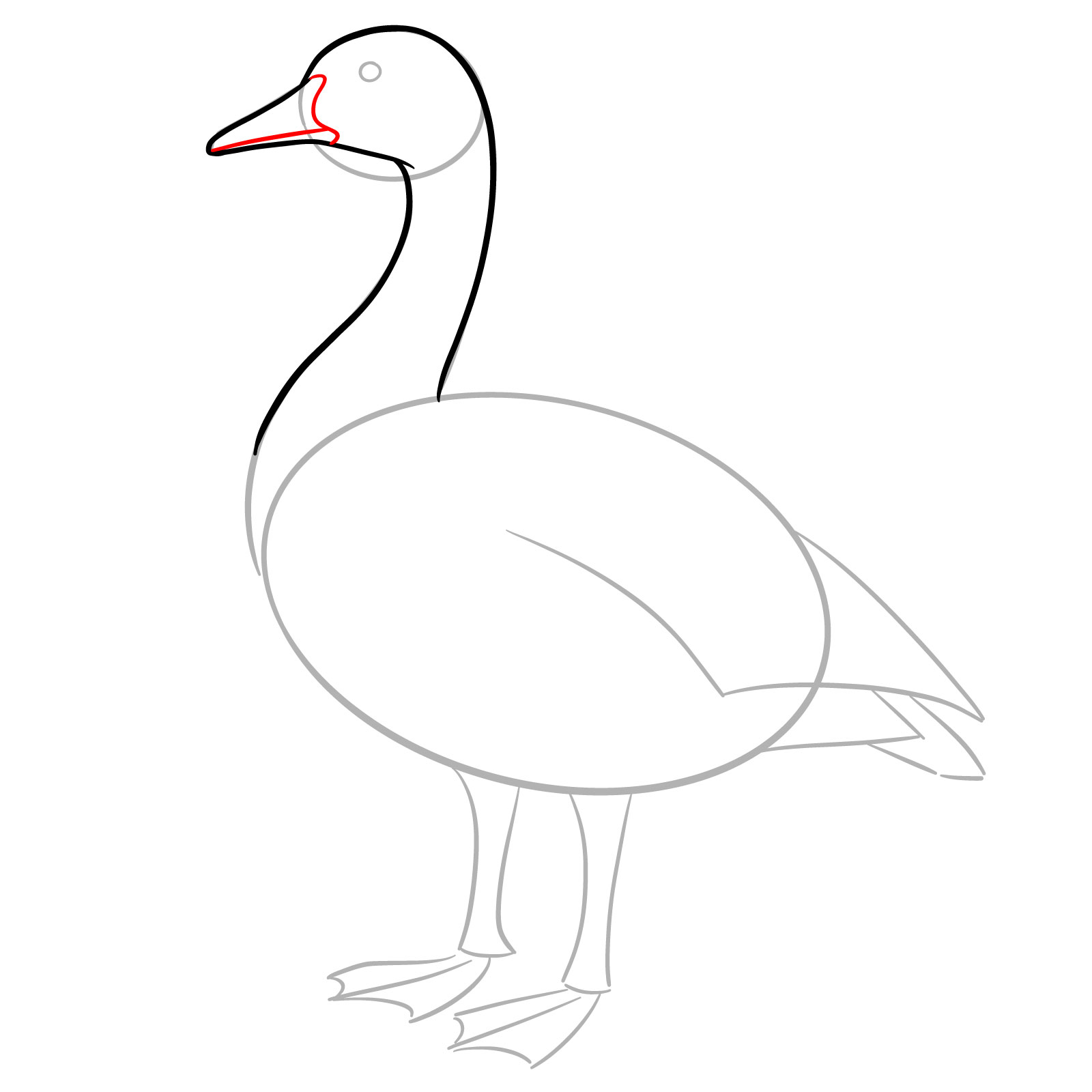 How to Draw a Canada Goose - step 05