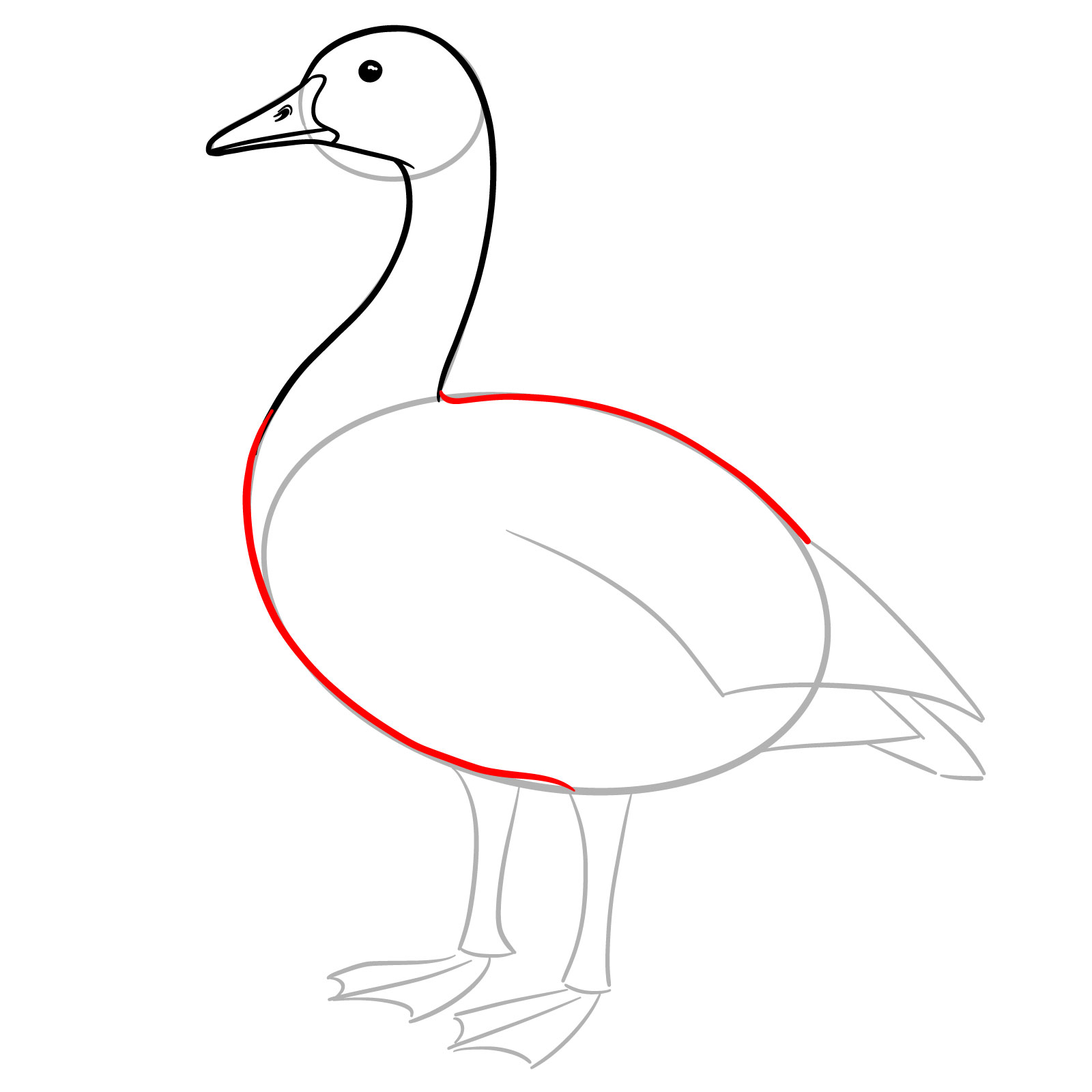 How to Draw a Canada Goose - step 07
