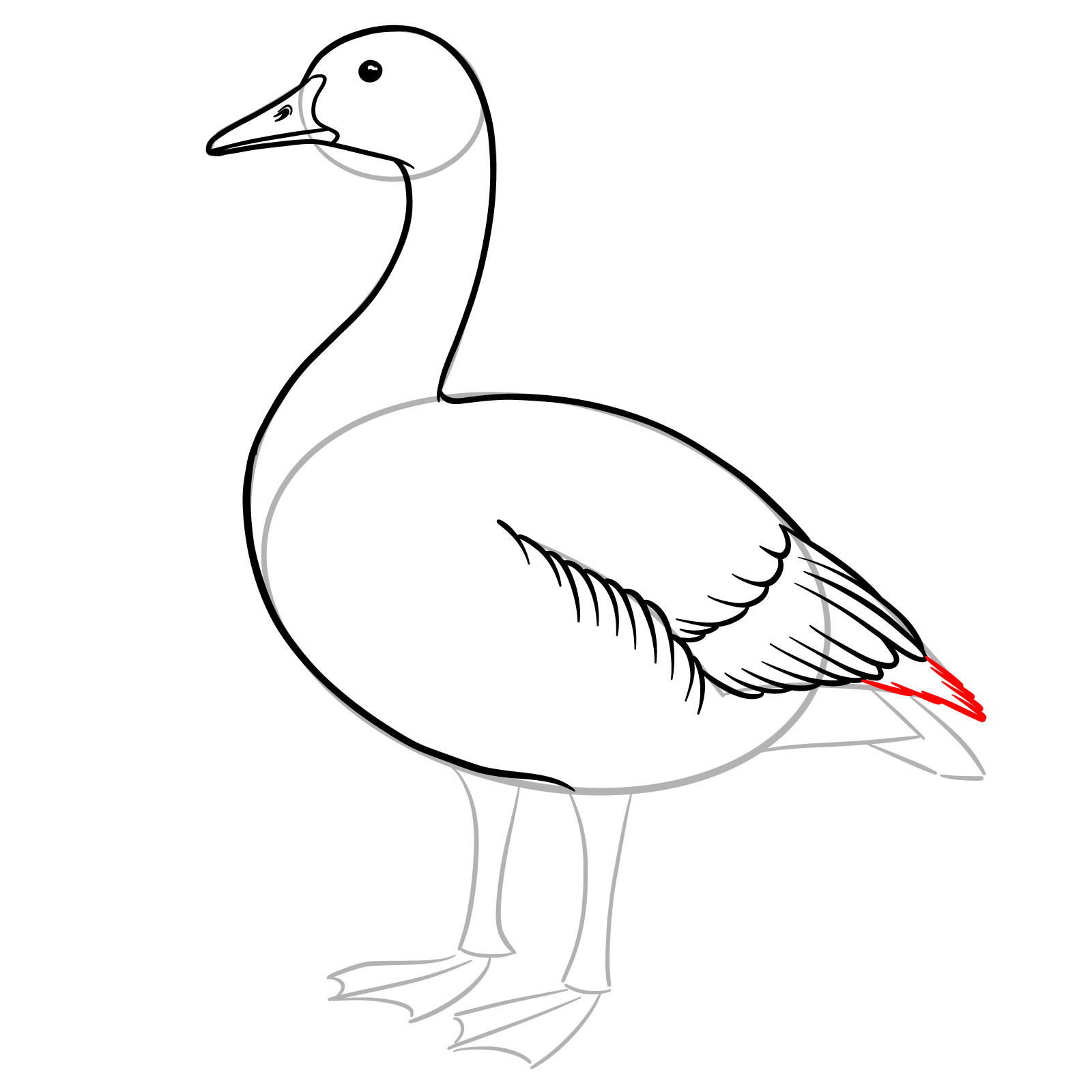 How to Draw a Canada Goose - step 10
