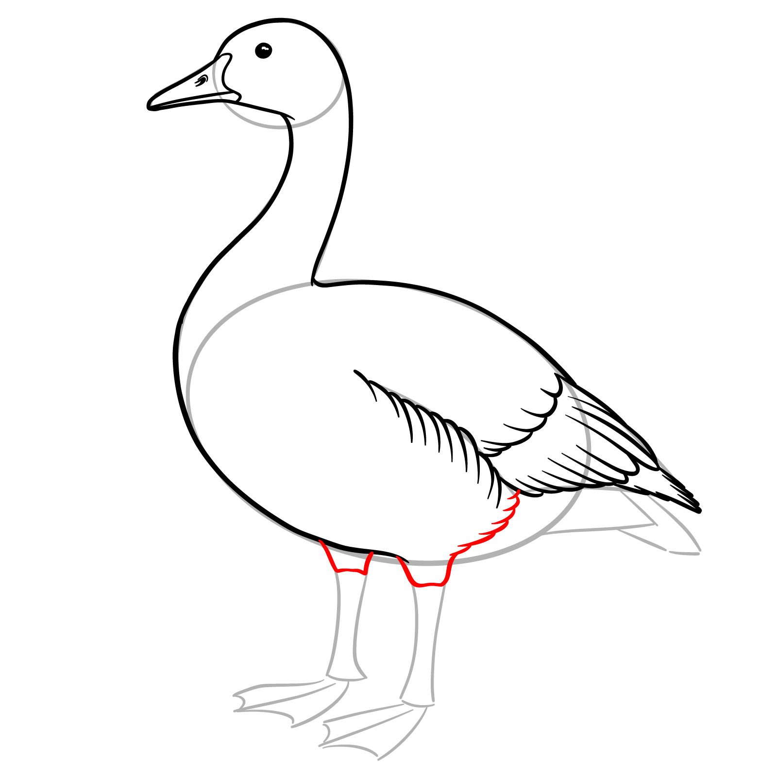 How to Draw a Canada Goose - step 11