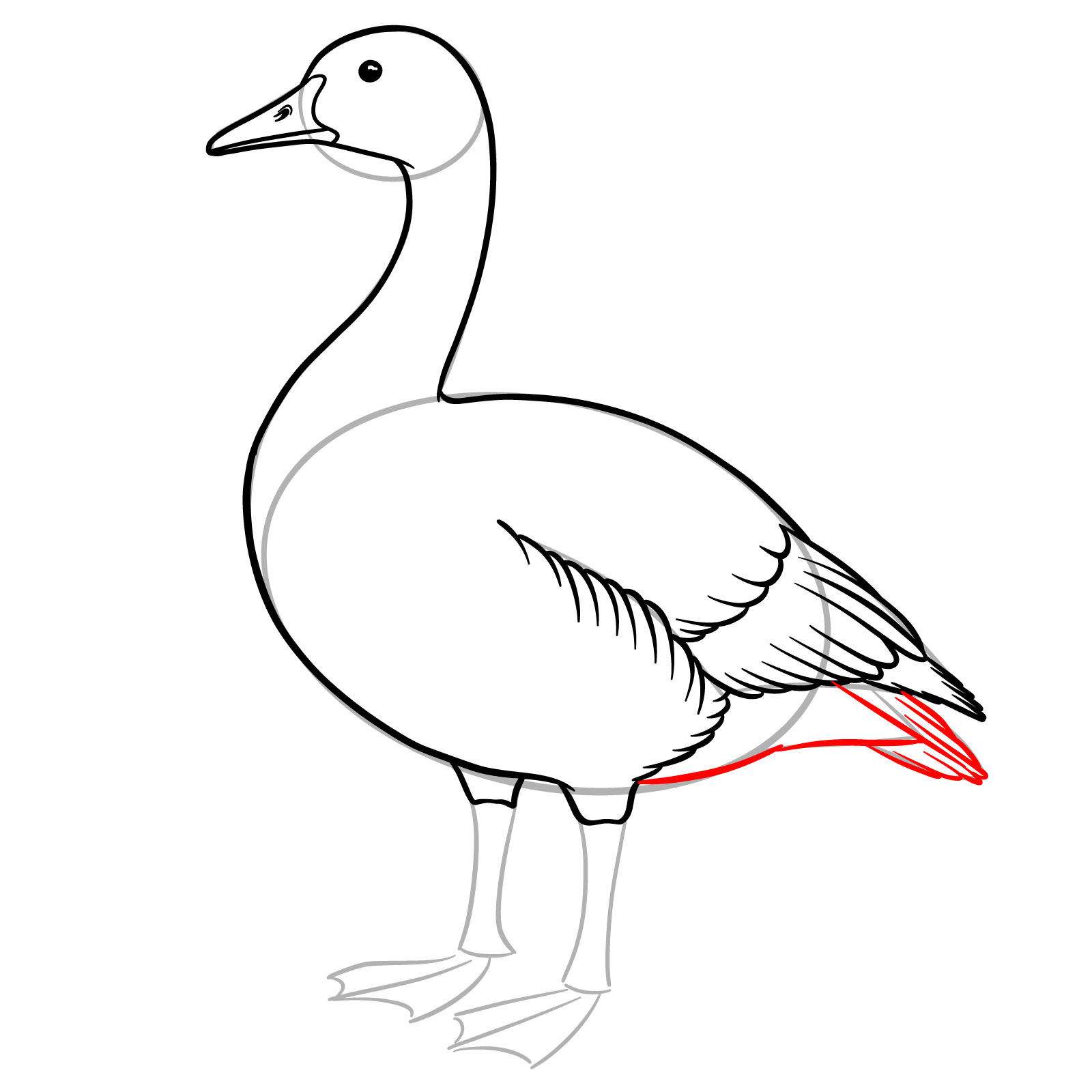 How to Draw a Canada Goose - step 12