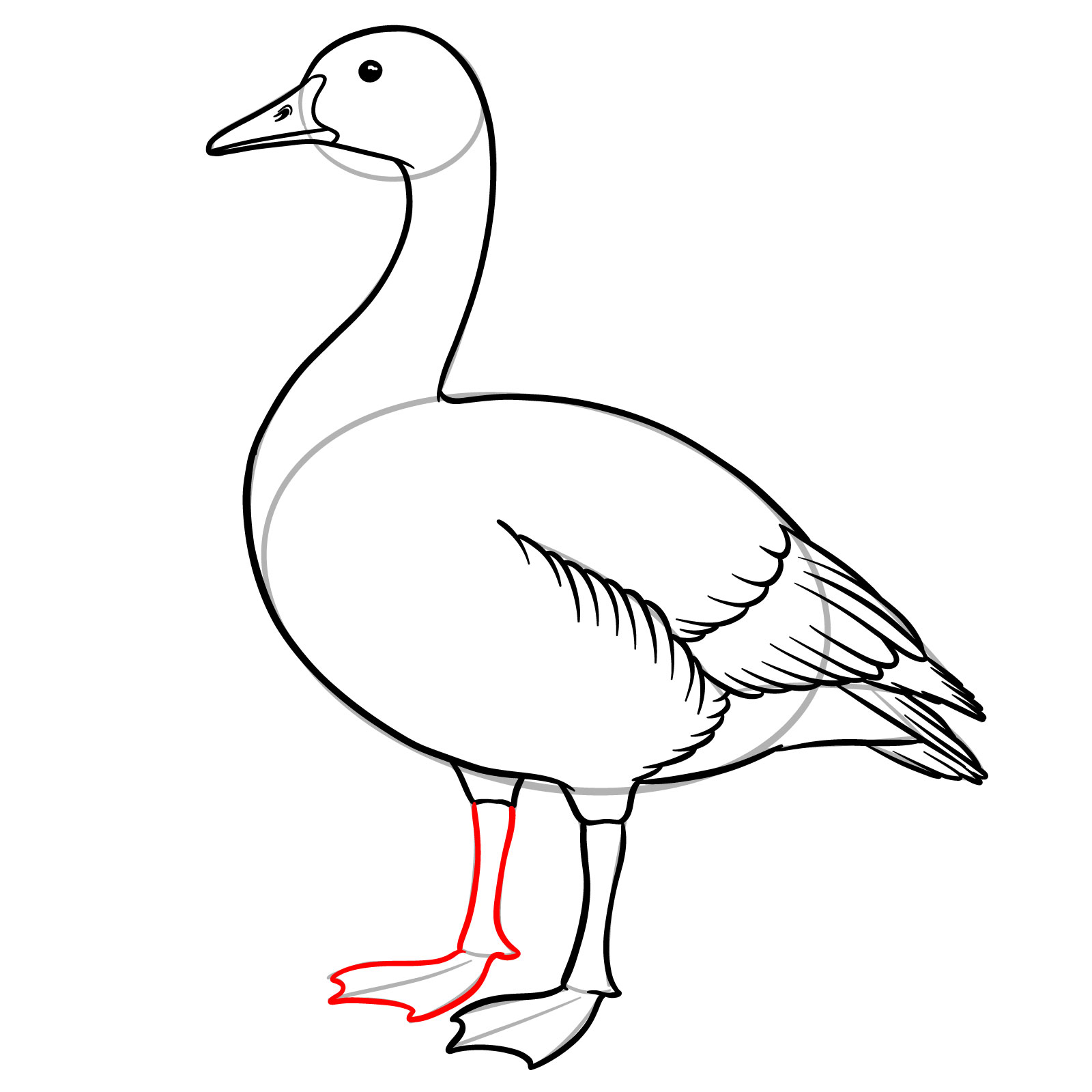 How to Draw a Canada Goose - step 14