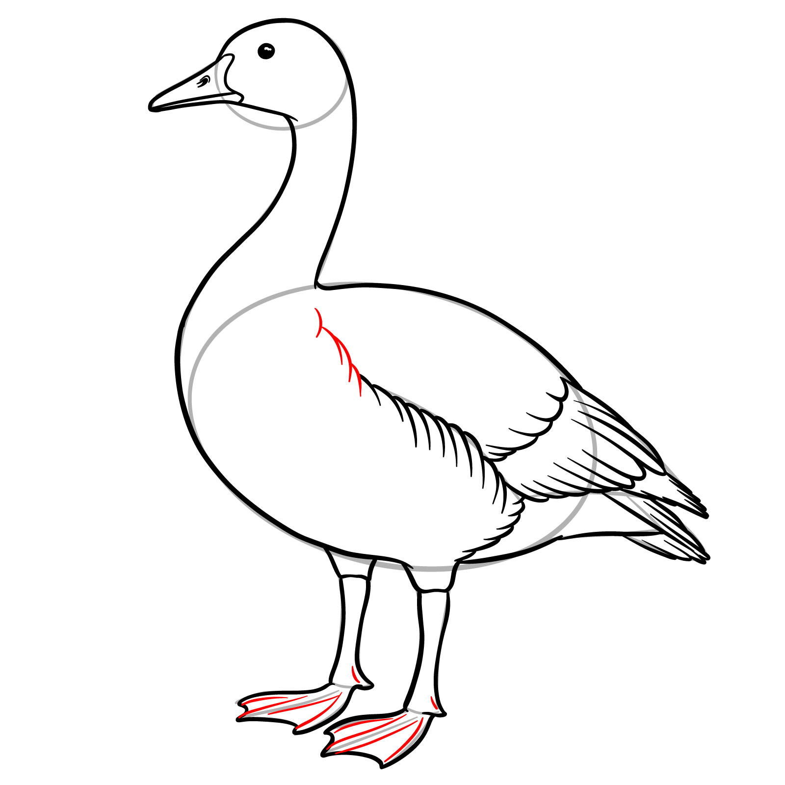 How to Draw a Canada Goose - step 15