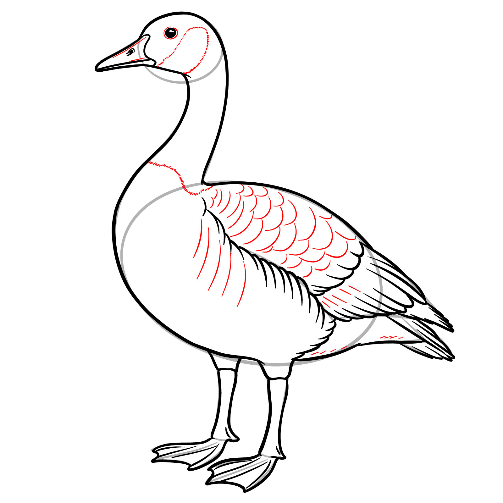 How to Draw a Canada Goose - step 16