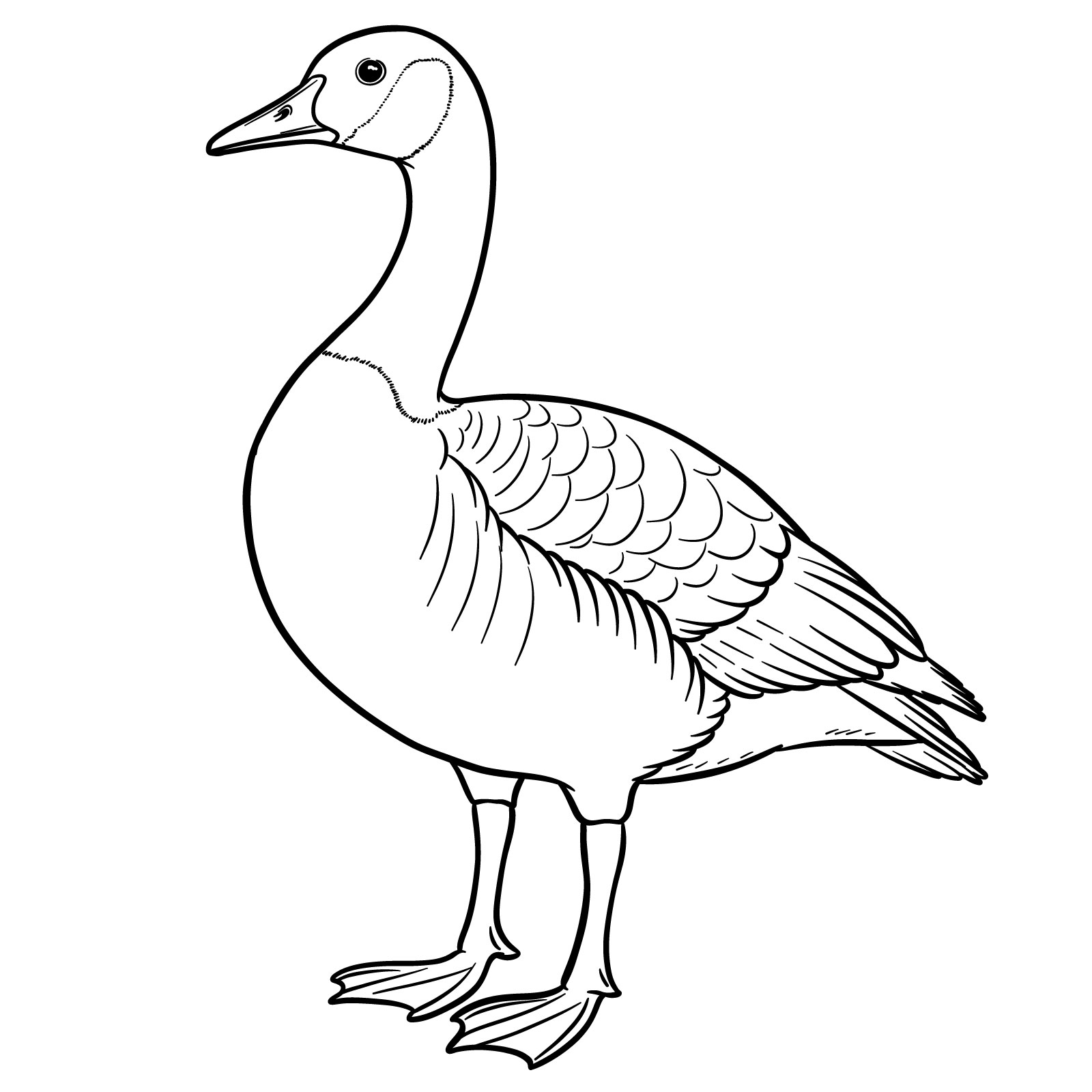 How to Draw a Canada Goose - step 17