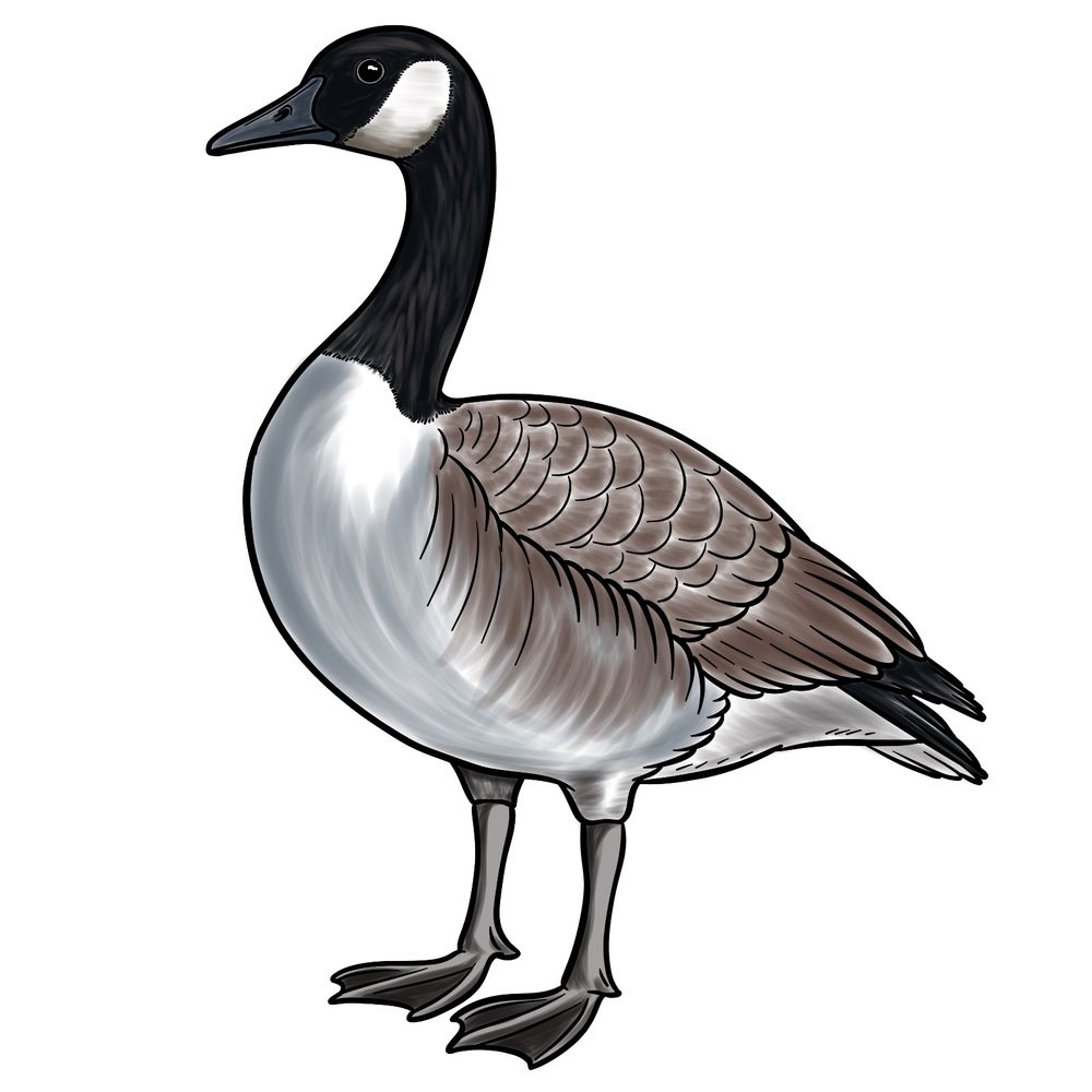 How to Draw a Canada Goose: Step-by-Step Easy Guide