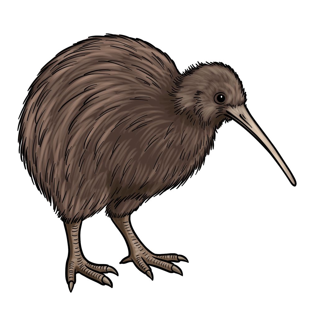 How to Draw a Kiwi Bird: Realistic Kiwi Drawing Tutorial