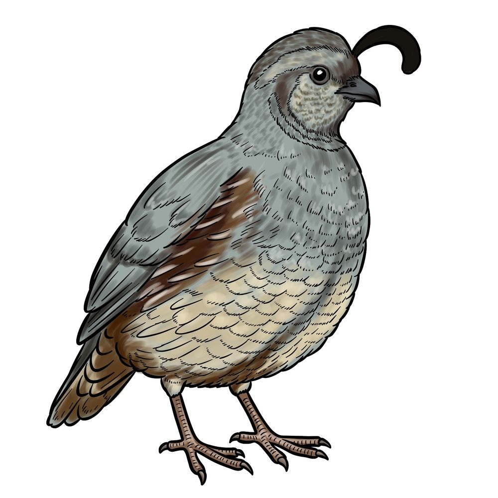 Learn How to Draw a Quail Easily in 17 Steps
