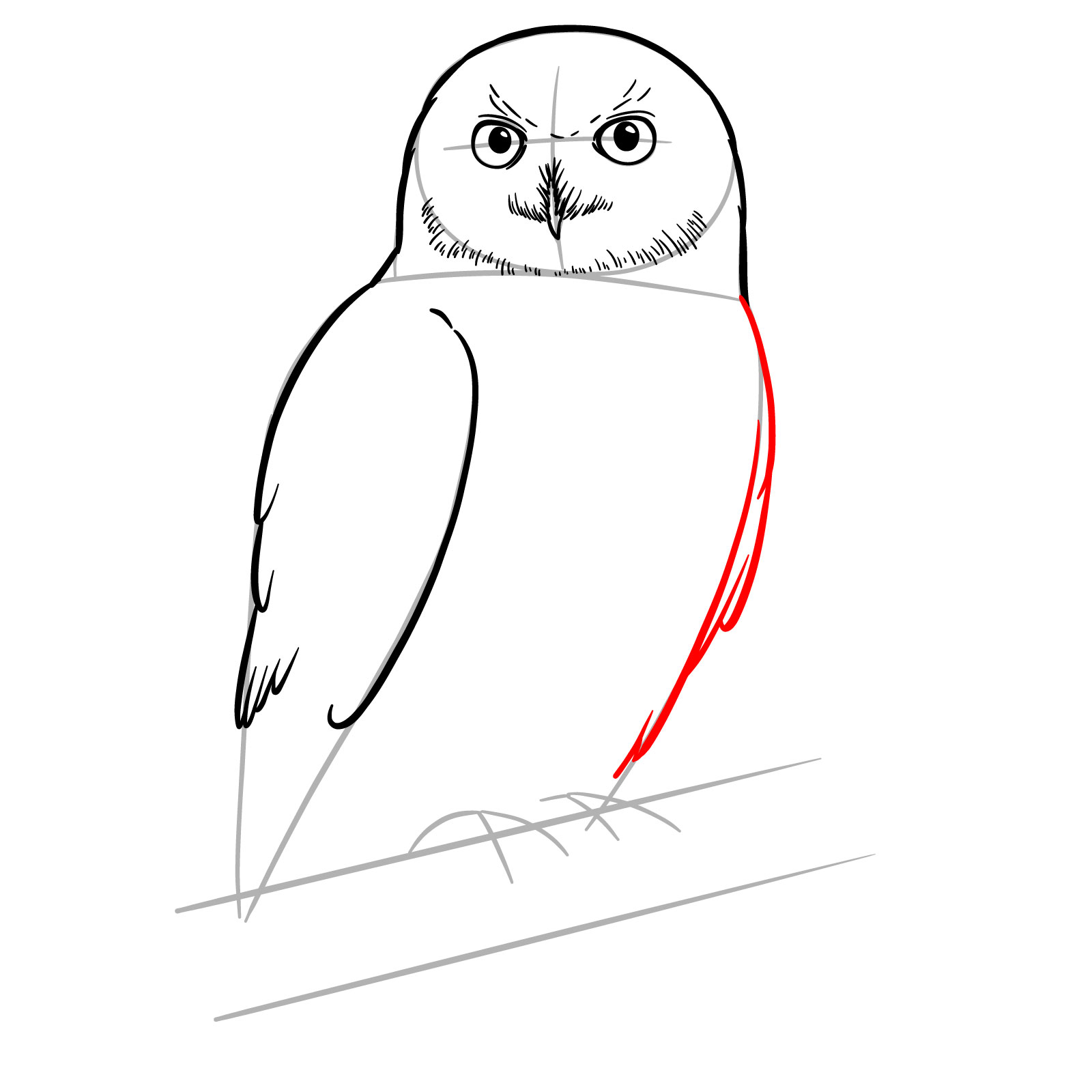 How to Draw a Snowy Owl - step 09
