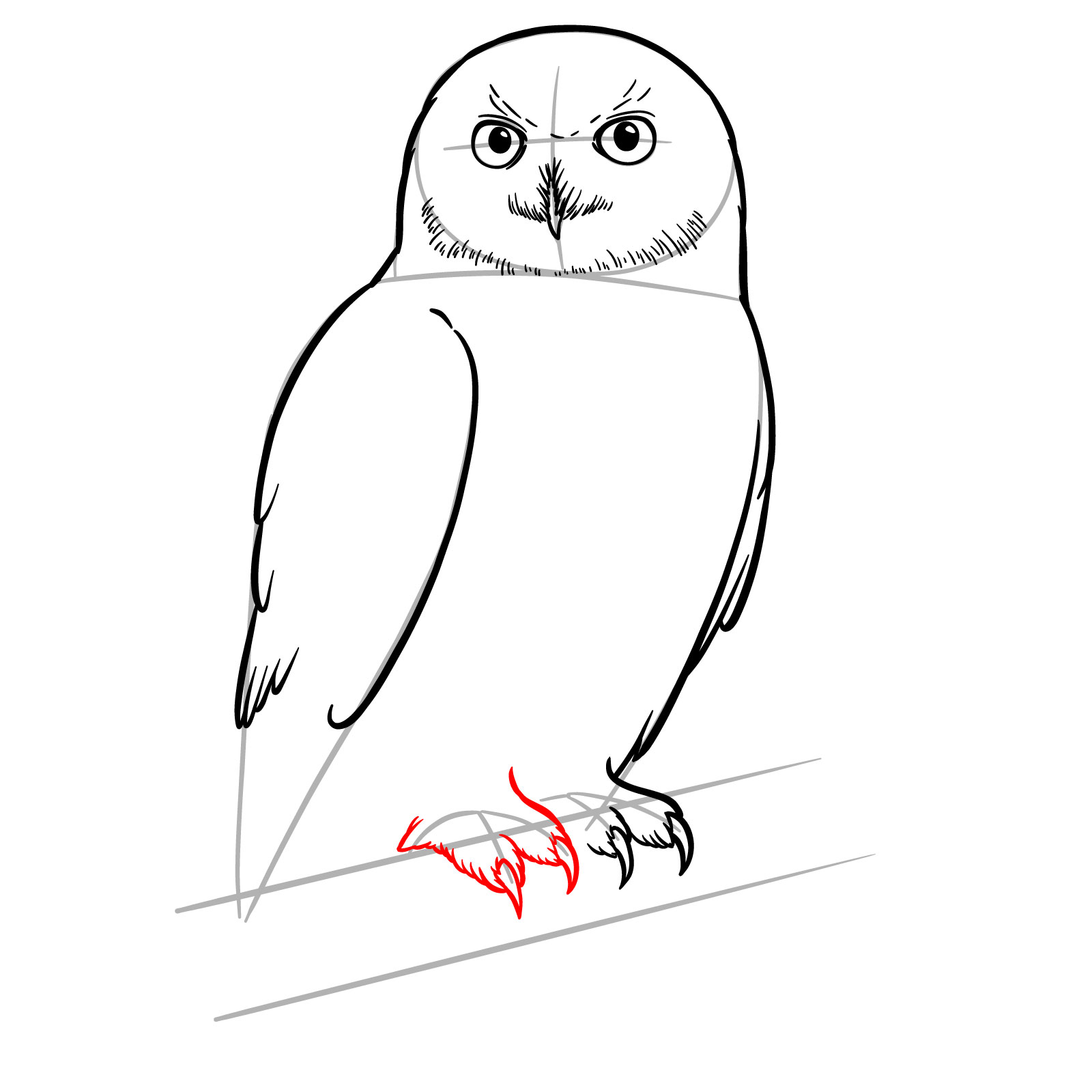 How to Draw a Snowy Owl - step 11