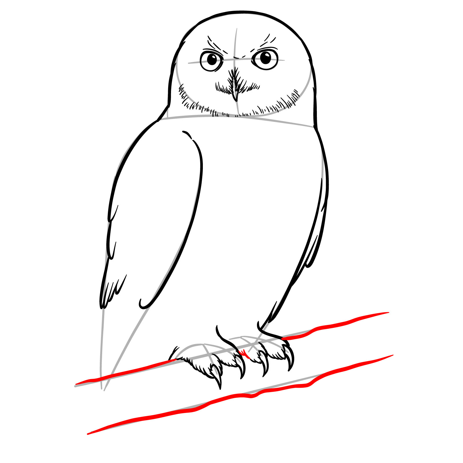 How to Draw a Snowy Owl - step 12