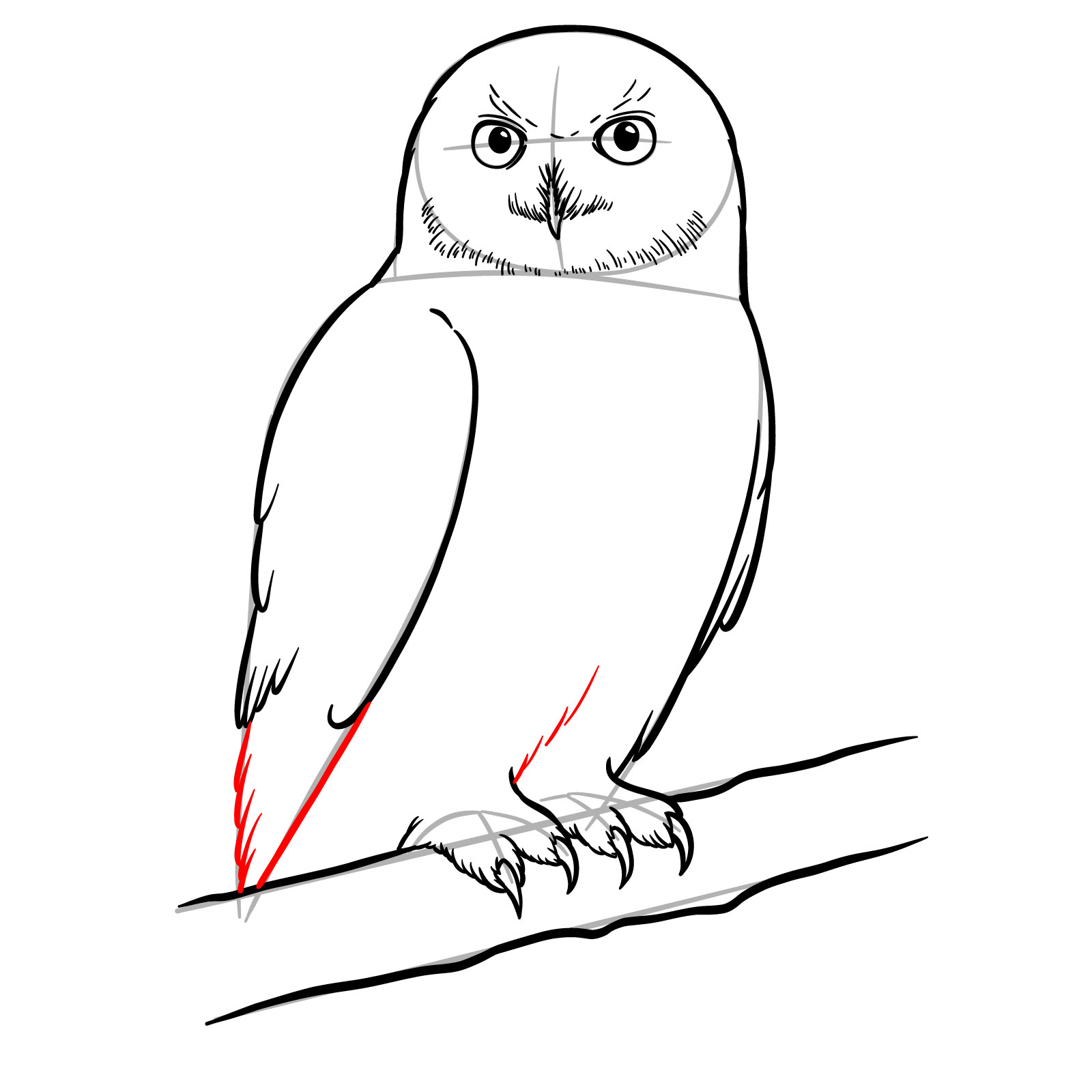 How to Draw a Snowy Owl - step 13