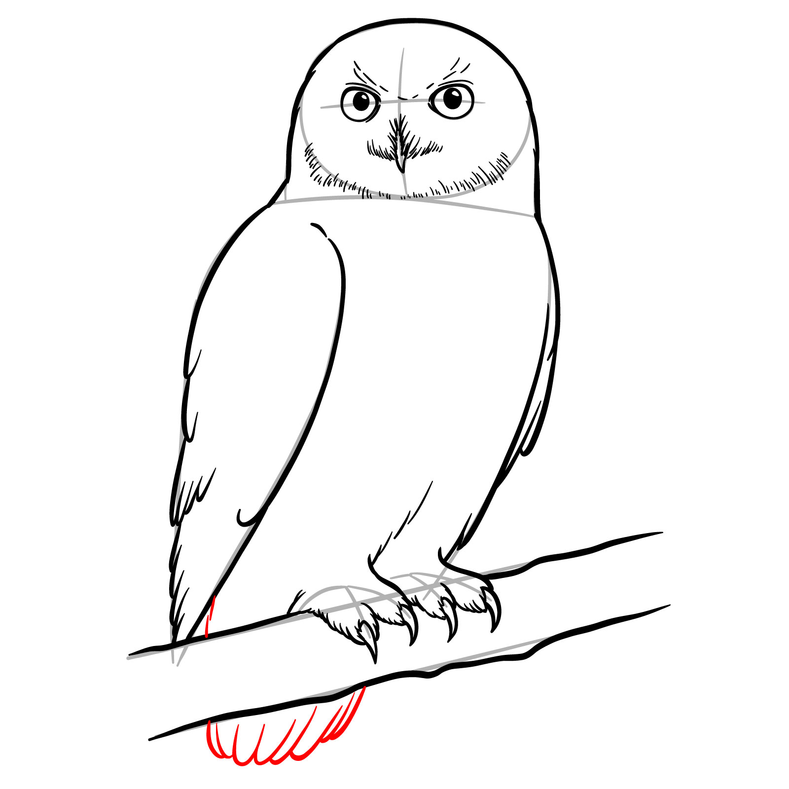 How to Draw a Snowy Owl - step 14