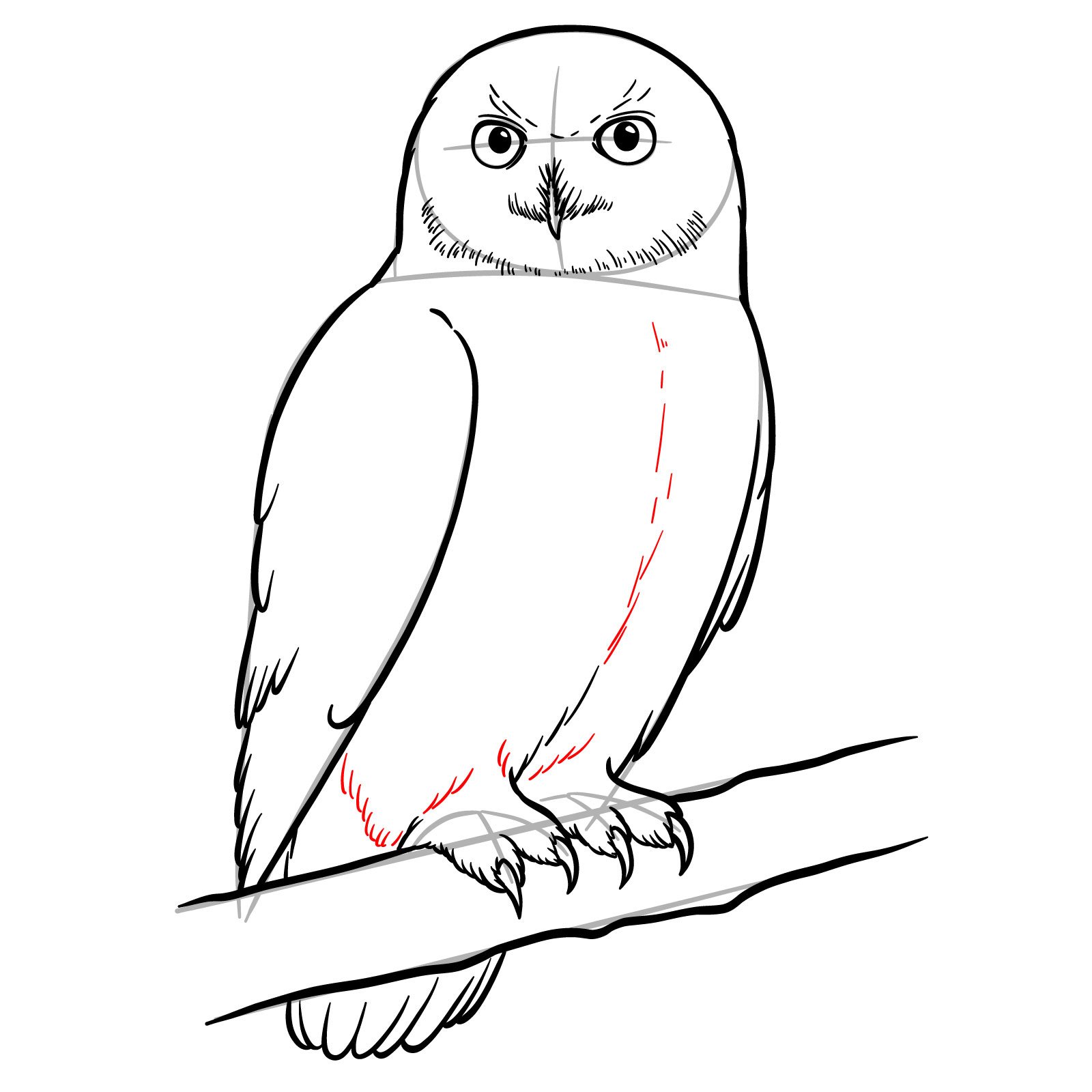 How to Draw a Snowy Owl - step 15