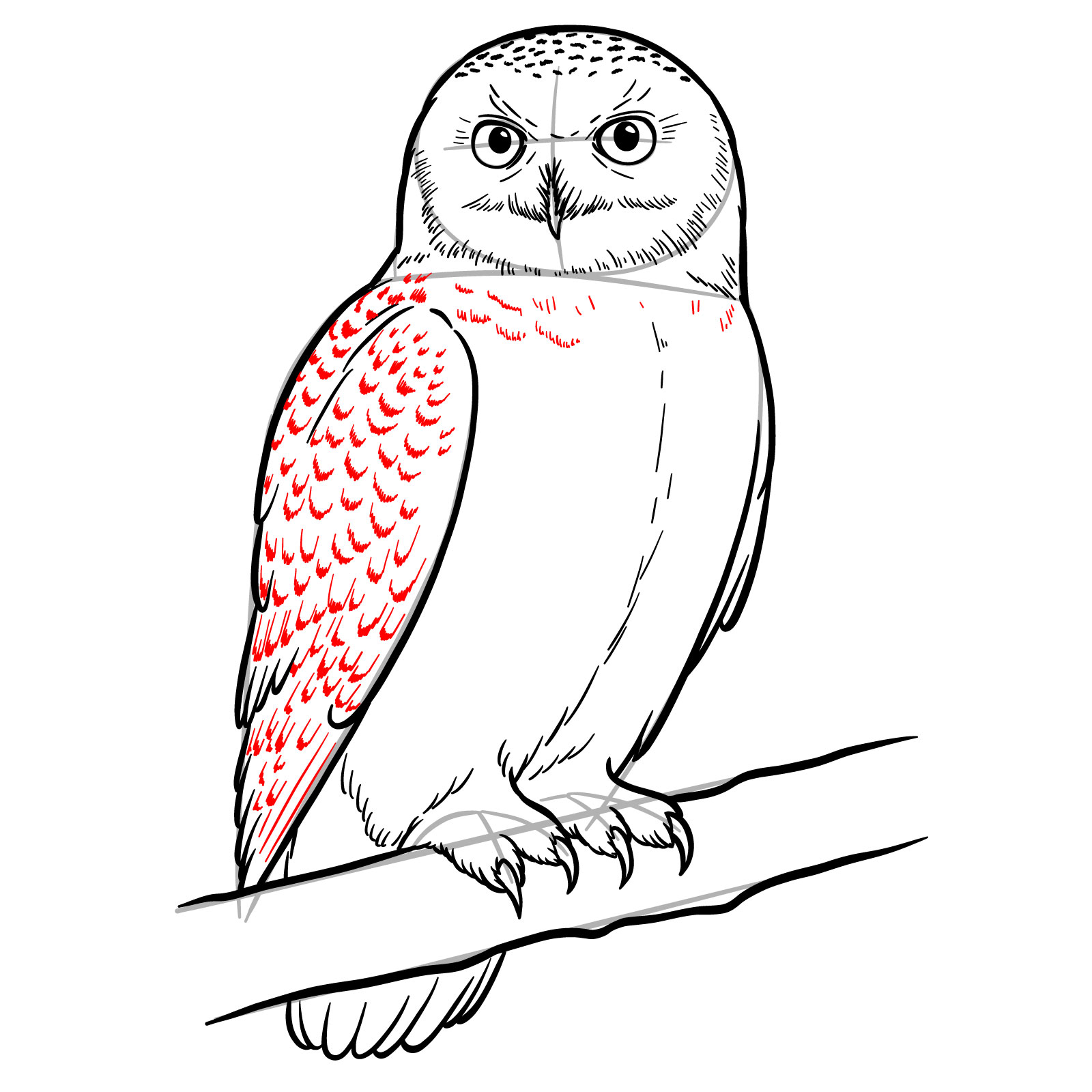 How to Draw a Snowy Owl - step 17