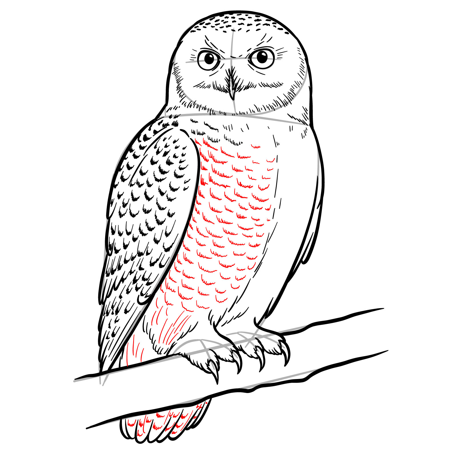 How to Draw a Snowy Owl - step 18