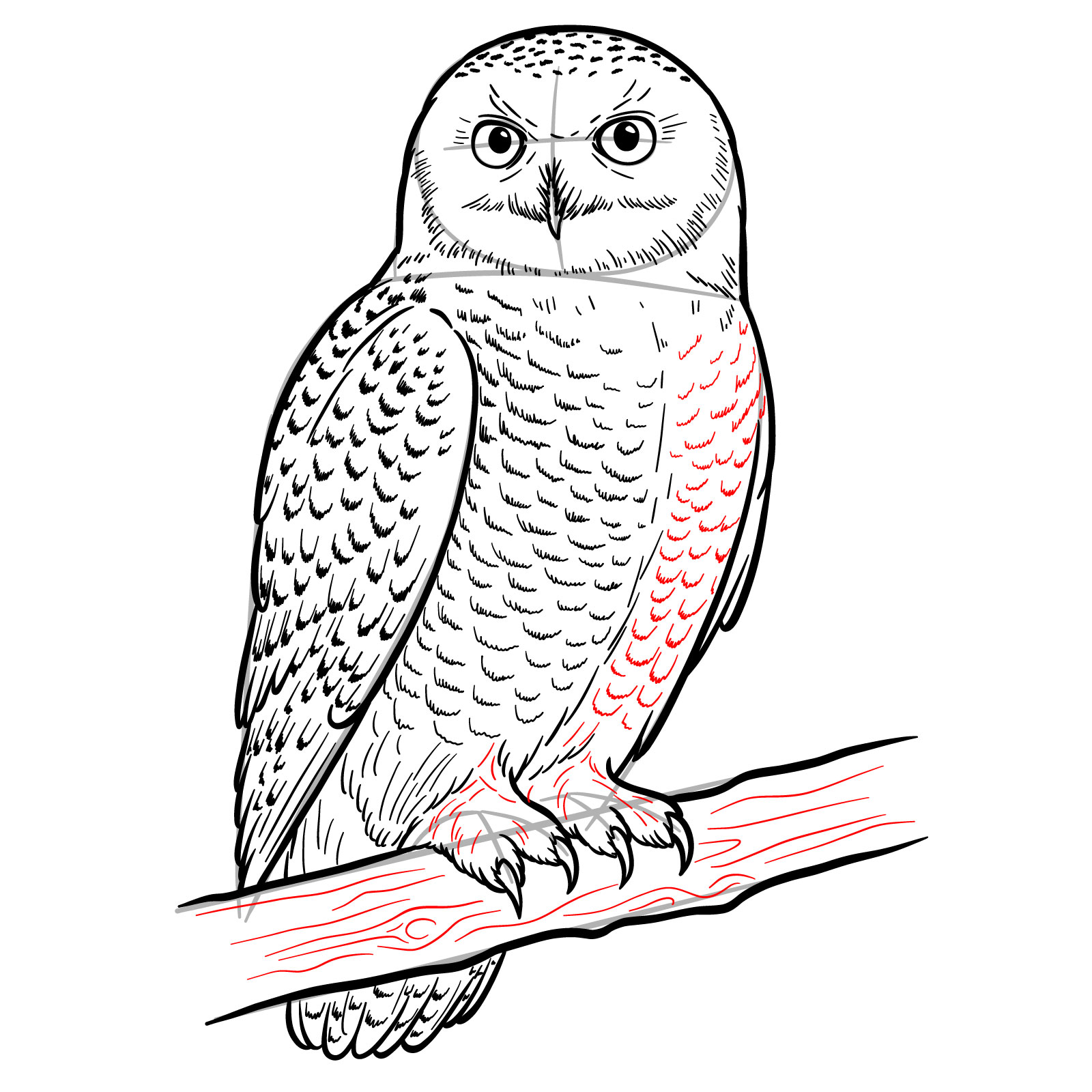 How to Draw a Snowy Owl - step 19