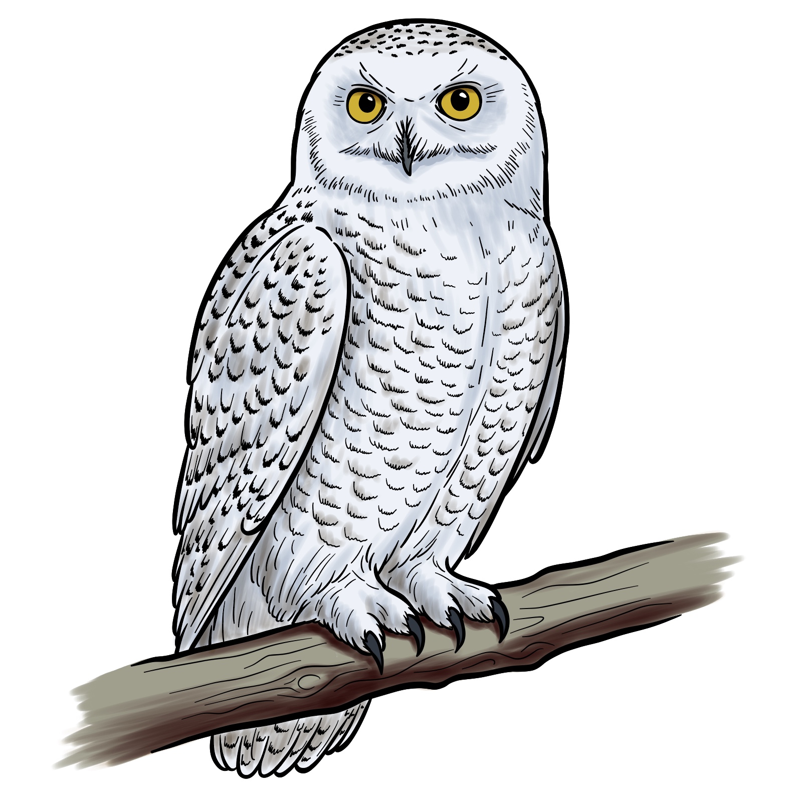How to Draw a Snowy Owl - final step