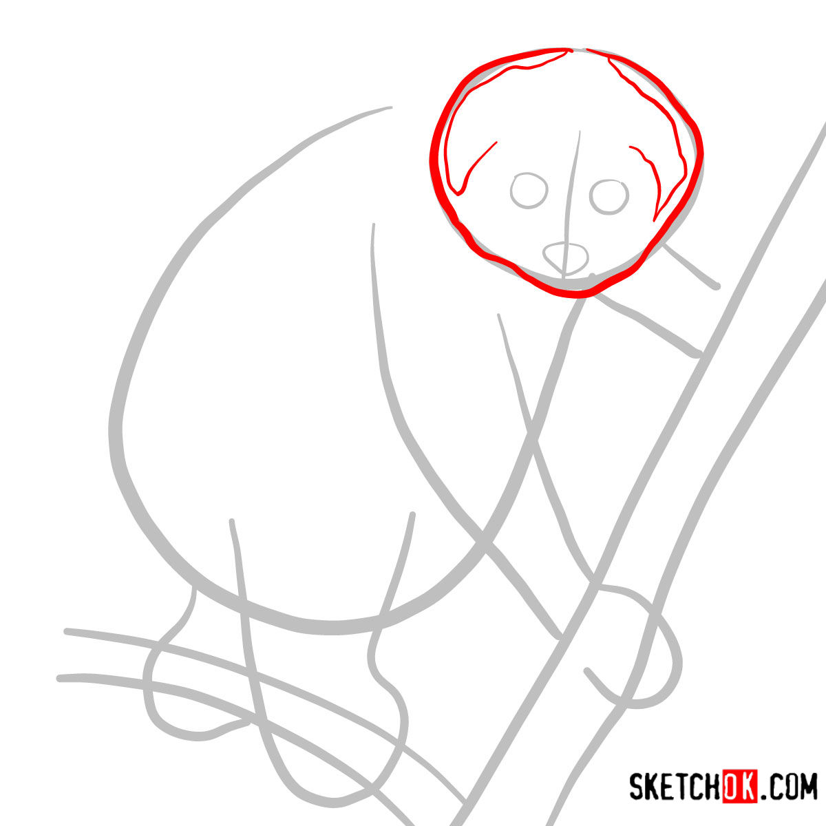 How to draw a Slow loris | Wild Animals - step 02