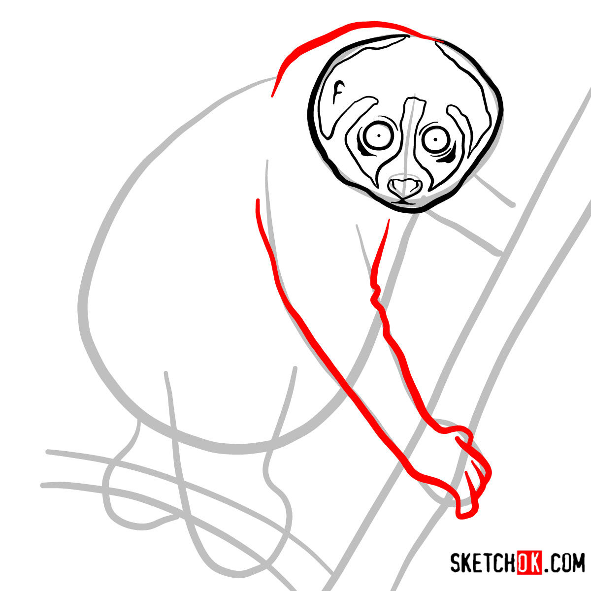 How to draw a Slow loris | Wild Animals - step 05