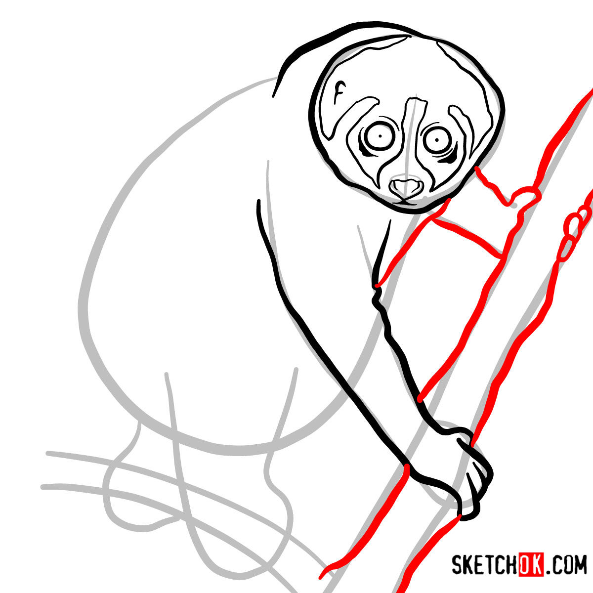 How to draw a Slow loris | Wild Animals - step 06