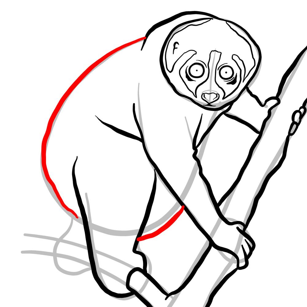 How to draw a Slow loris | Wild Animals - step 08