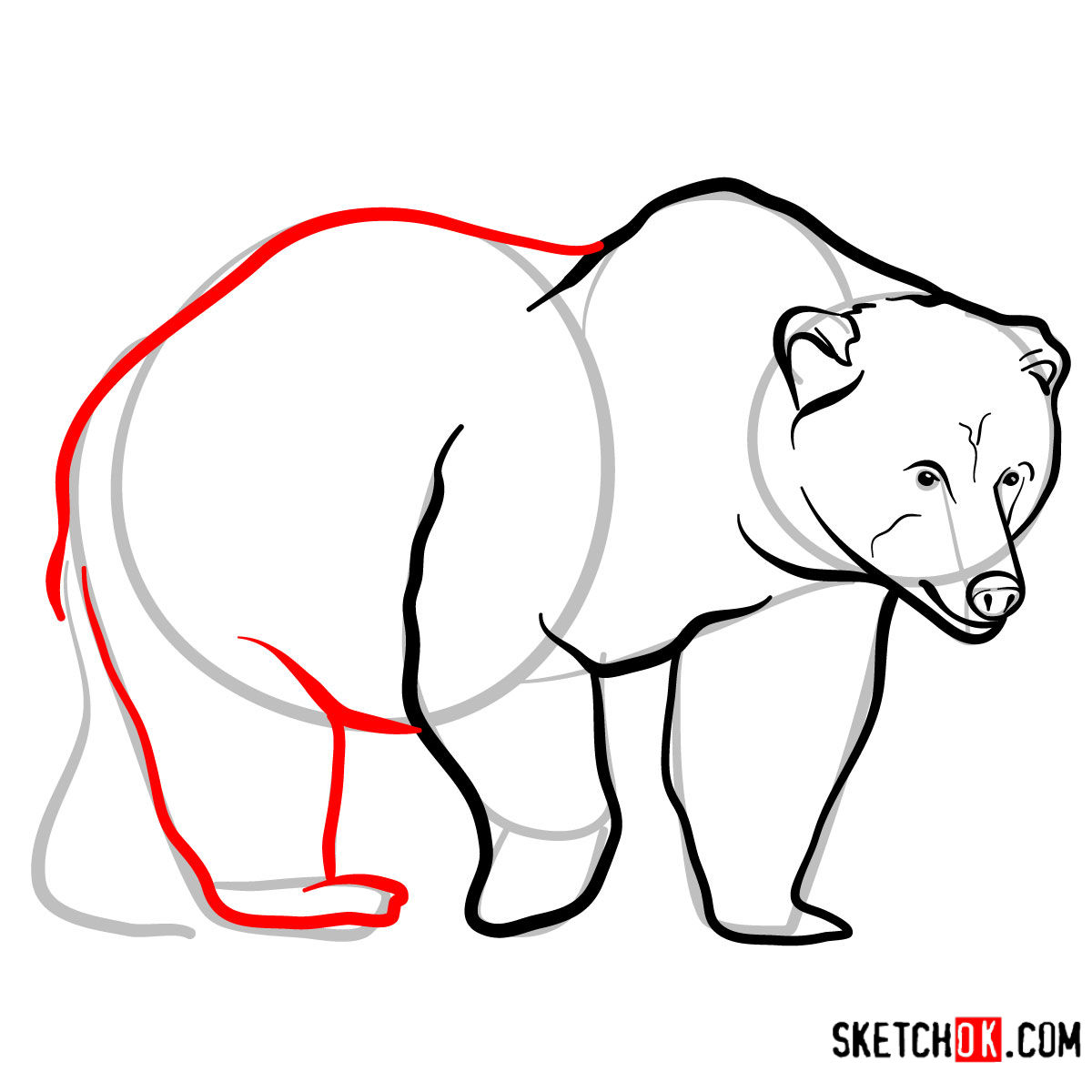 How To Draw A Bear