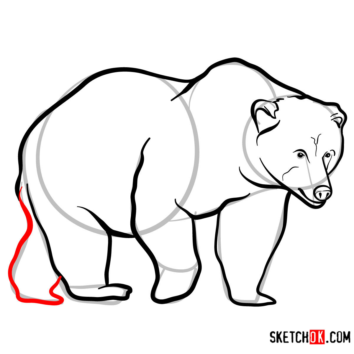 How to draw a brown bear | Wild Animals - step 09