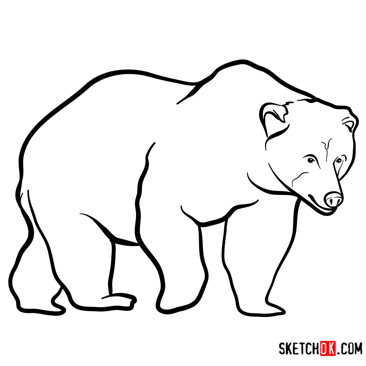 How to draw a Brown bear | Wild Animals - Sketchok easy drawing guides