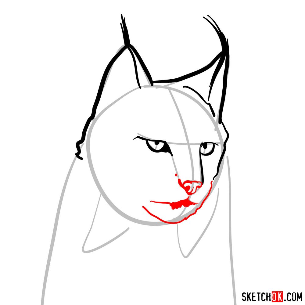 How to draw a lynx head - step 05