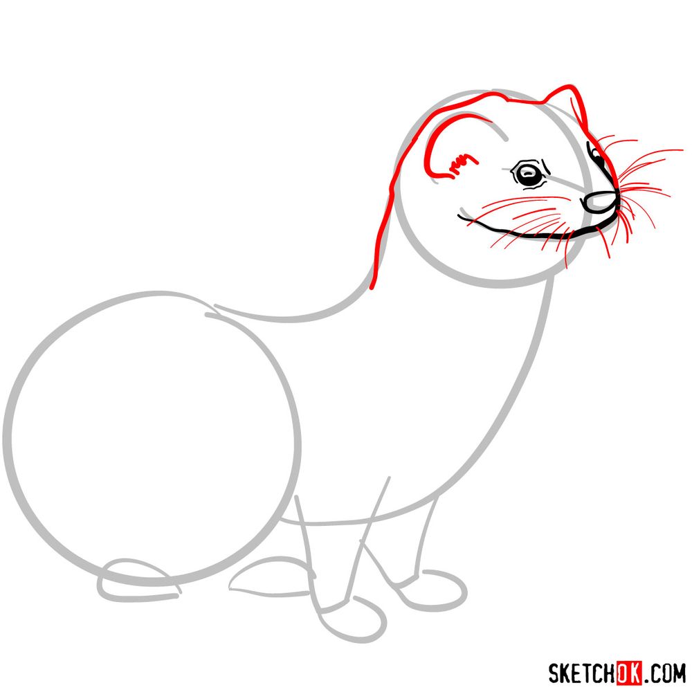 How to draw a weasel - step 04