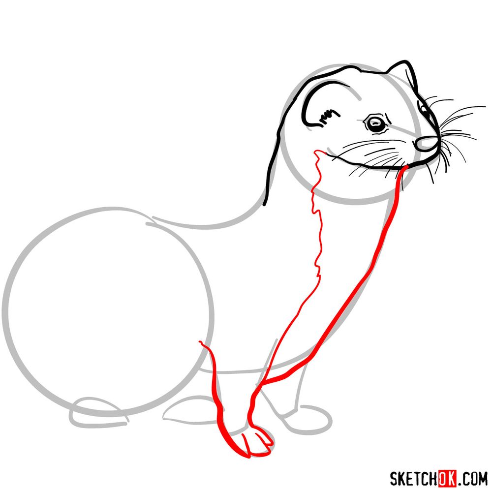 How to draw a weasel - step 05