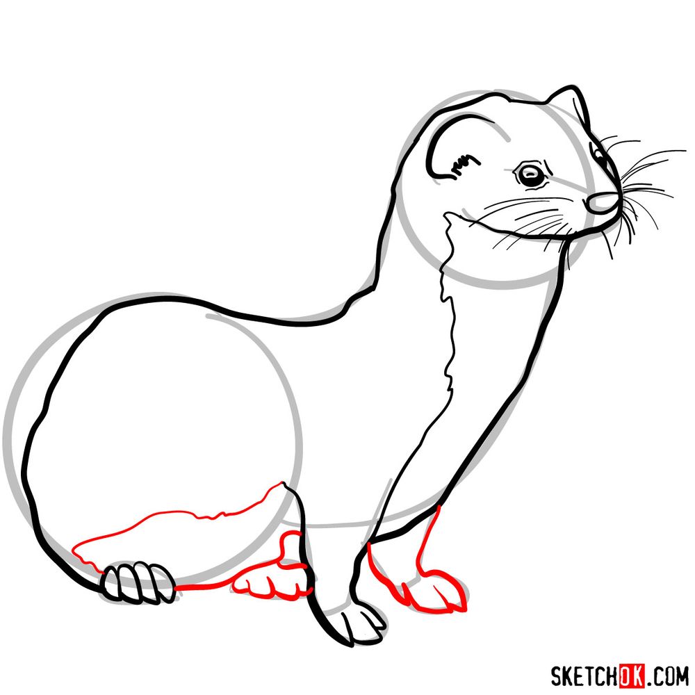 How to draw a weasel - step 07